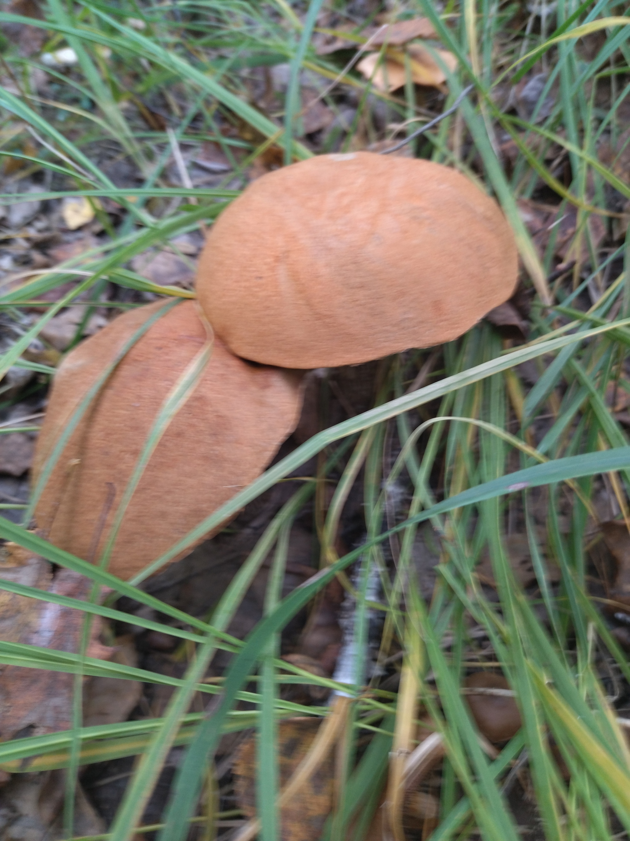 Mushrooms, Tyumen - My, Mushrooms, Borovik, Longpost