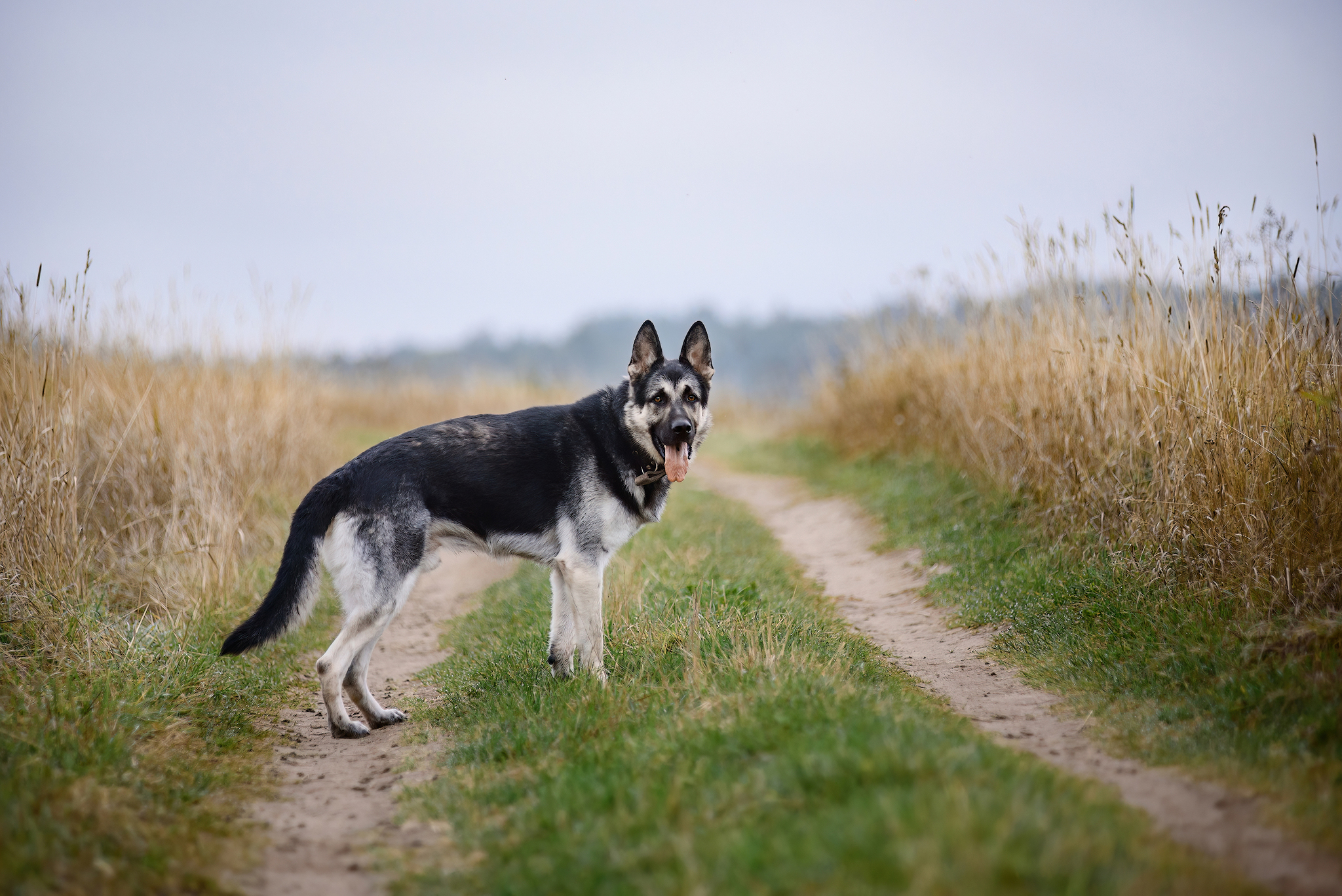 Autumn... - My, Forest, Dog, Relaxation, Pets, Autumn, Tutaev, The photo, East European Shepherd, Sheepdog, Field, Longpost, Volga river