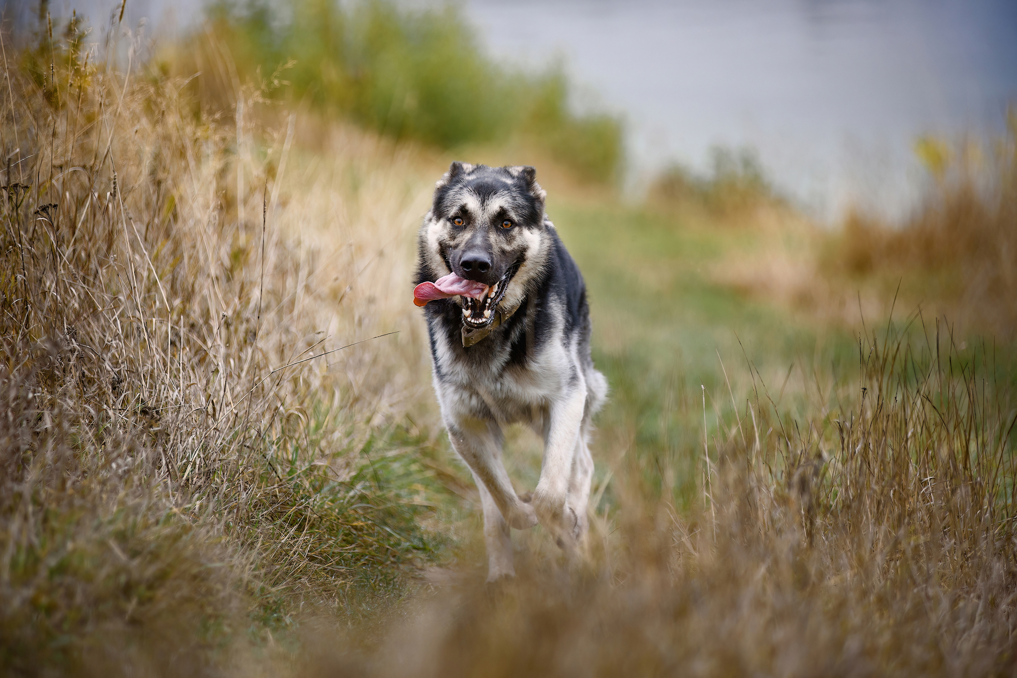 Autumn... - My, Forest, Dog, Relaxation, Pets, Autumn, Tutaev, The photo, East European Shepherd, Sheepdog, Field, Longpost, Volga river