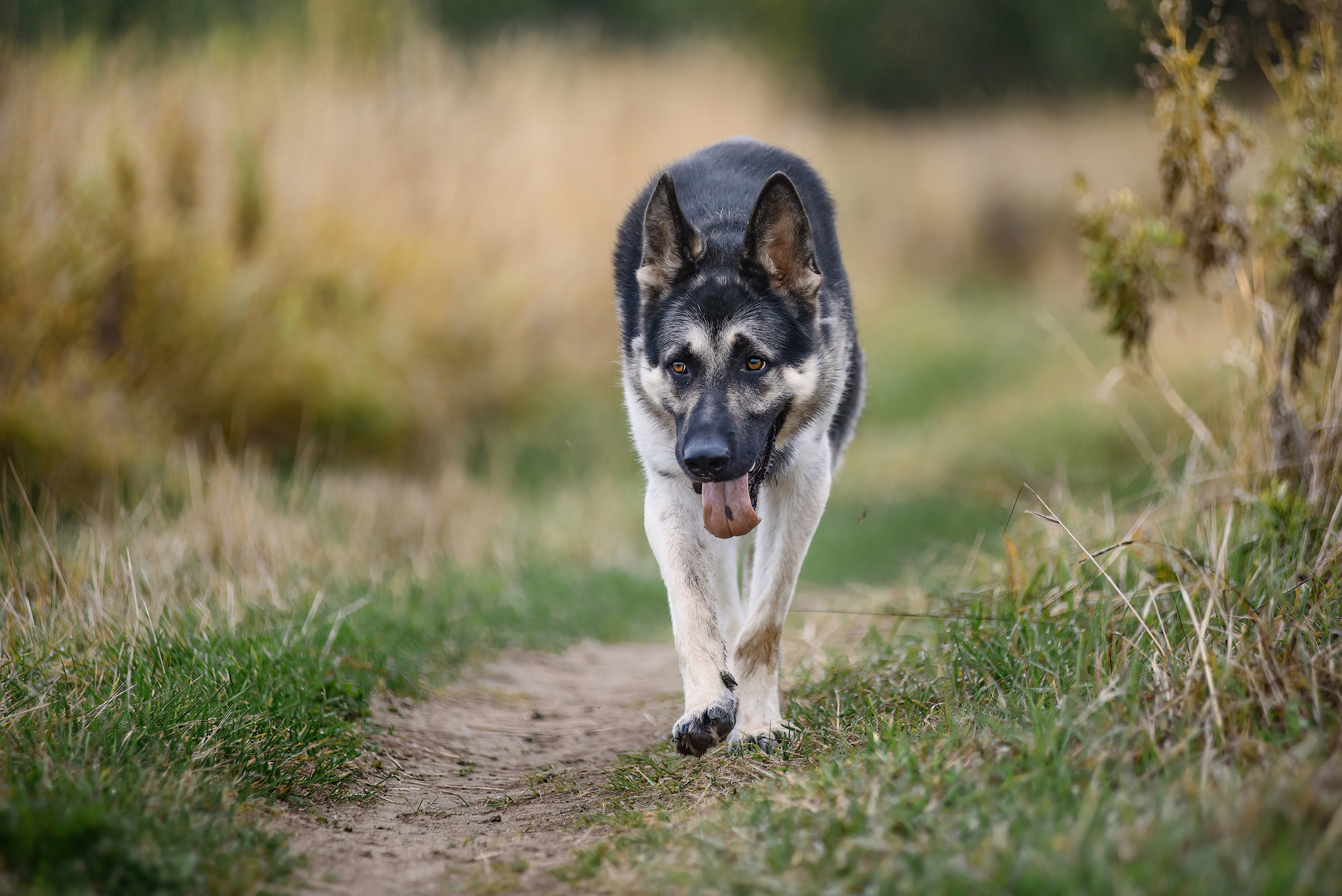 Autumn... - My, Forest, Dog, Relaxation, Pets, Autumn, Tutaev, The photo, East European Shepherd, Sheepdog, Field, Longpost, Volga river