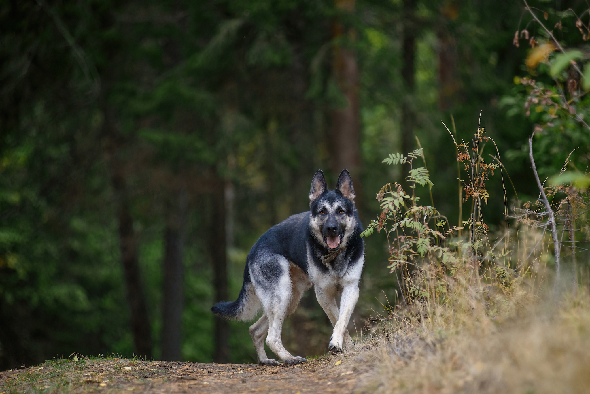 Autumn... - My, Forest, Dog, Relaxation, Pets, Autumn, Tutaev, The photo, East European Shepherd, Sheepdog, Field, Longpost, Volga river