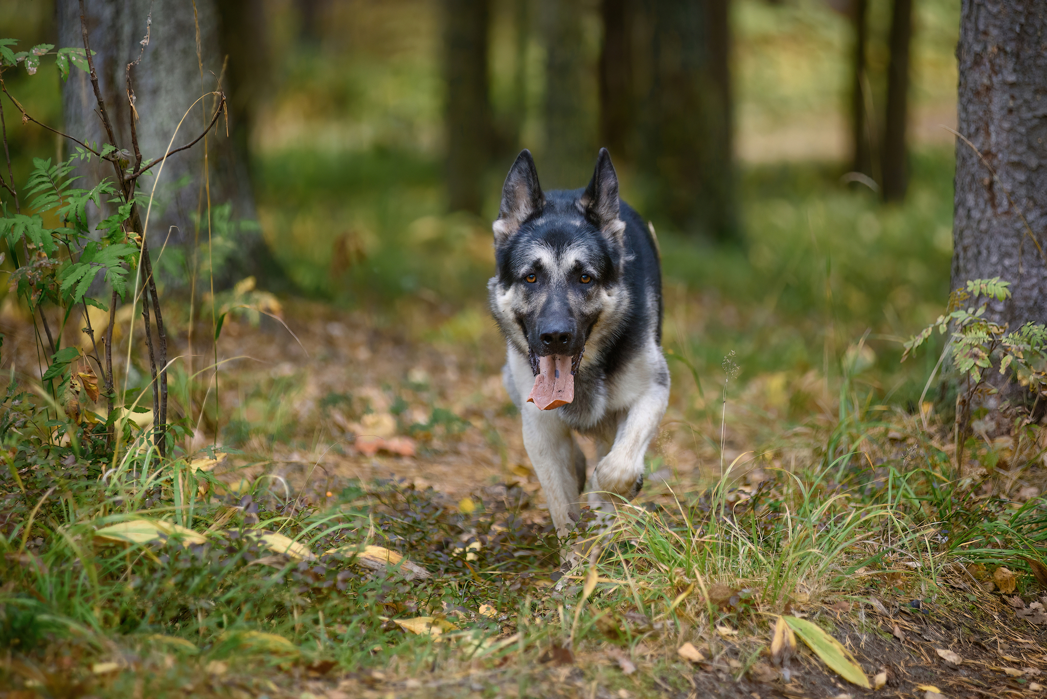 Autumn... - My, Forest, Dog, Relaxation, Pets, Autumn, Tutaev, The photo, East European Shepherd, Sheepdog, Field, Longpost, Volga river