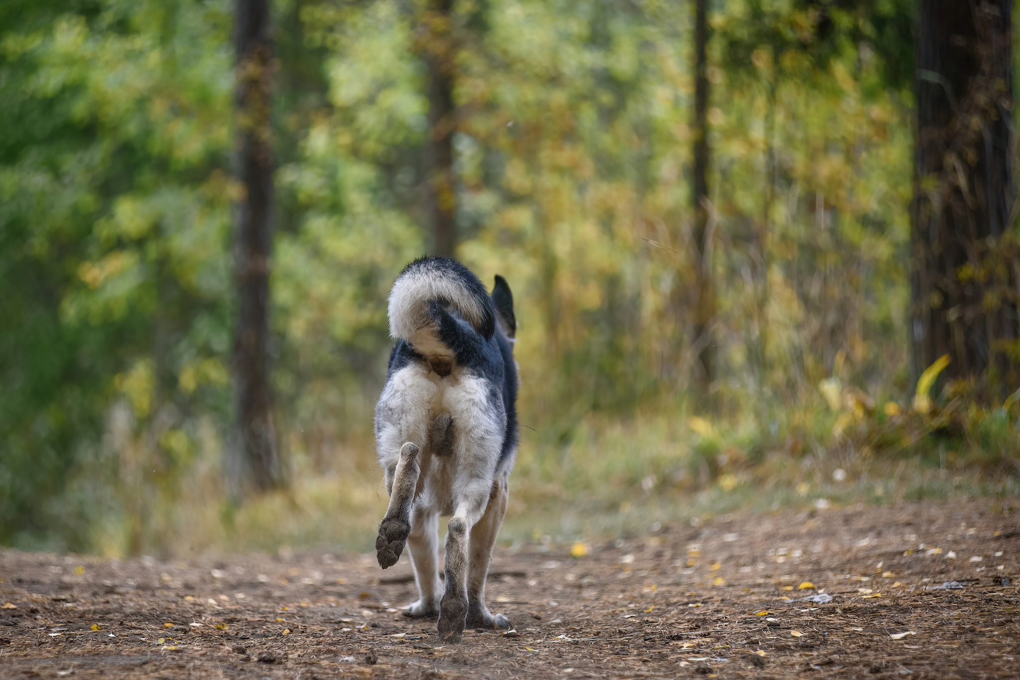 Autumn... - My, Forest, Dog, Relaxation, Pets, Autumn, Tutaev, The photo, East European Shepherd, Sheepdog, Field, Longpost, Volga river