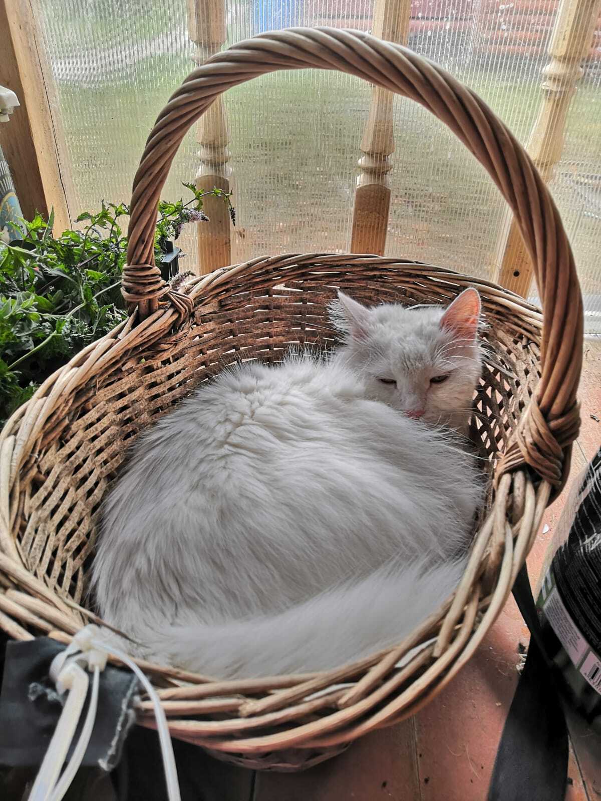 cat harvest - My, cat, Harvest, Merry harvest, Basket, Longpost