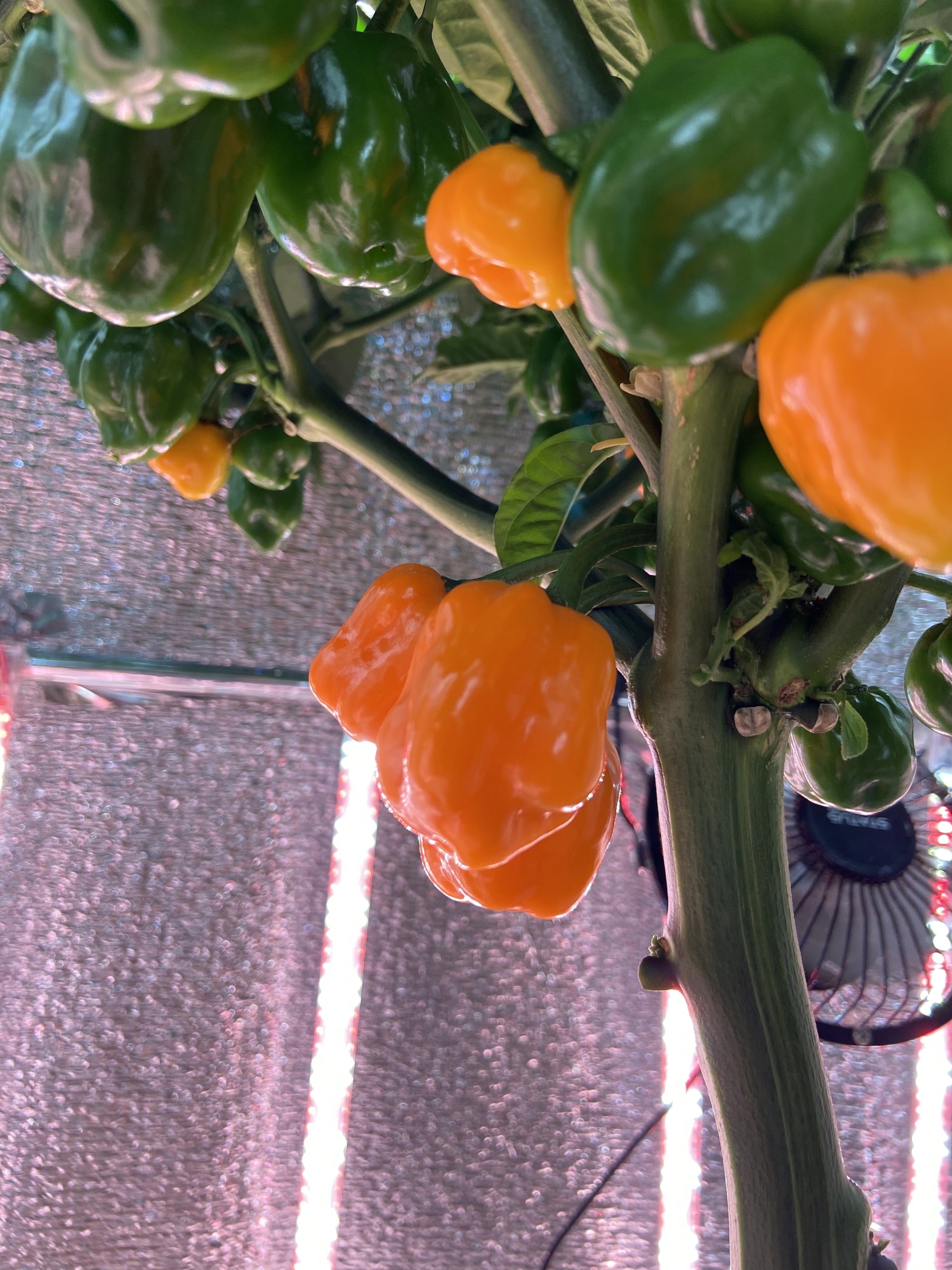 Ripening Habanero Orange 2 - My, Habanero, Hot peppers, Hydroponics, Longpost