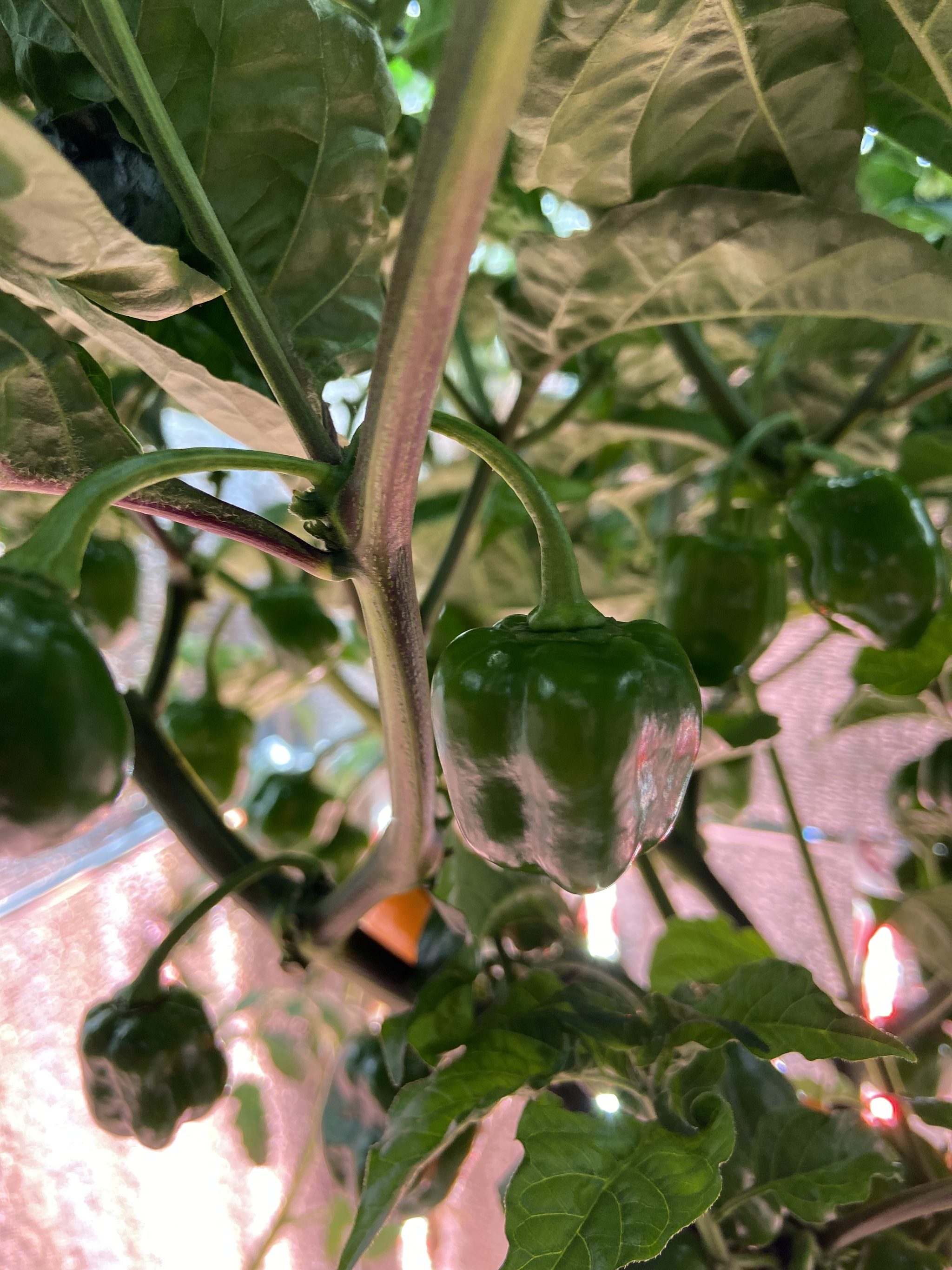 Ripening Habanero Orange 2 - My, Habanero, Hot peppers, Hydroponics, Longpost