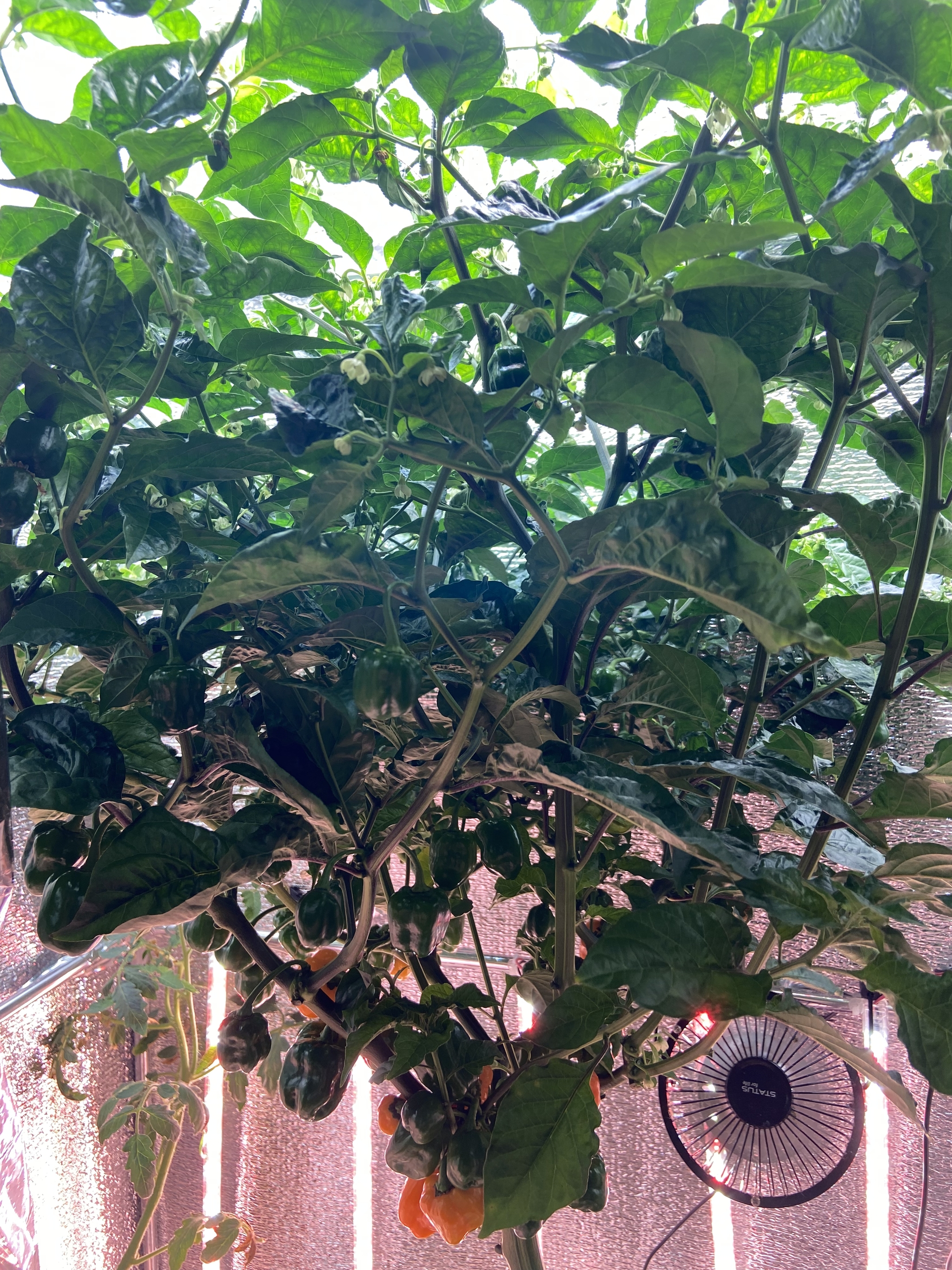 Ripening Habanero Orange 2 - My, Habanero, Hot peppers, Hydroponics, Longpost