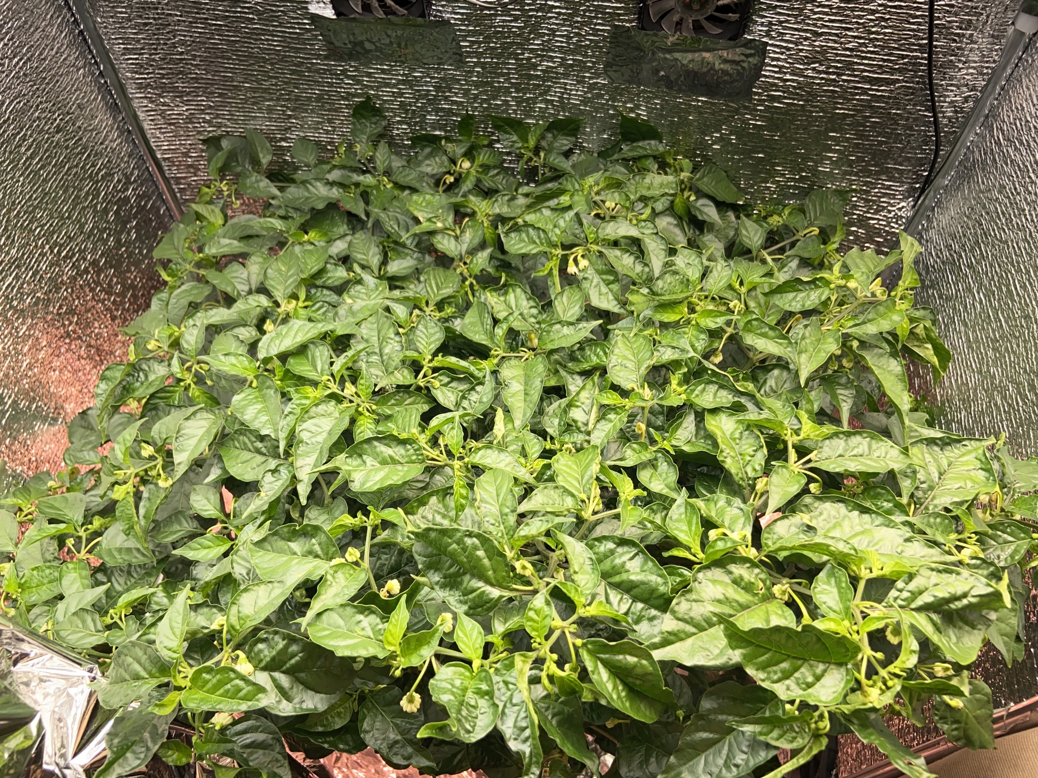 Ripening Habanero Orange 2 - My, Habanero, Hot peppers, Hydroponics, Longpost