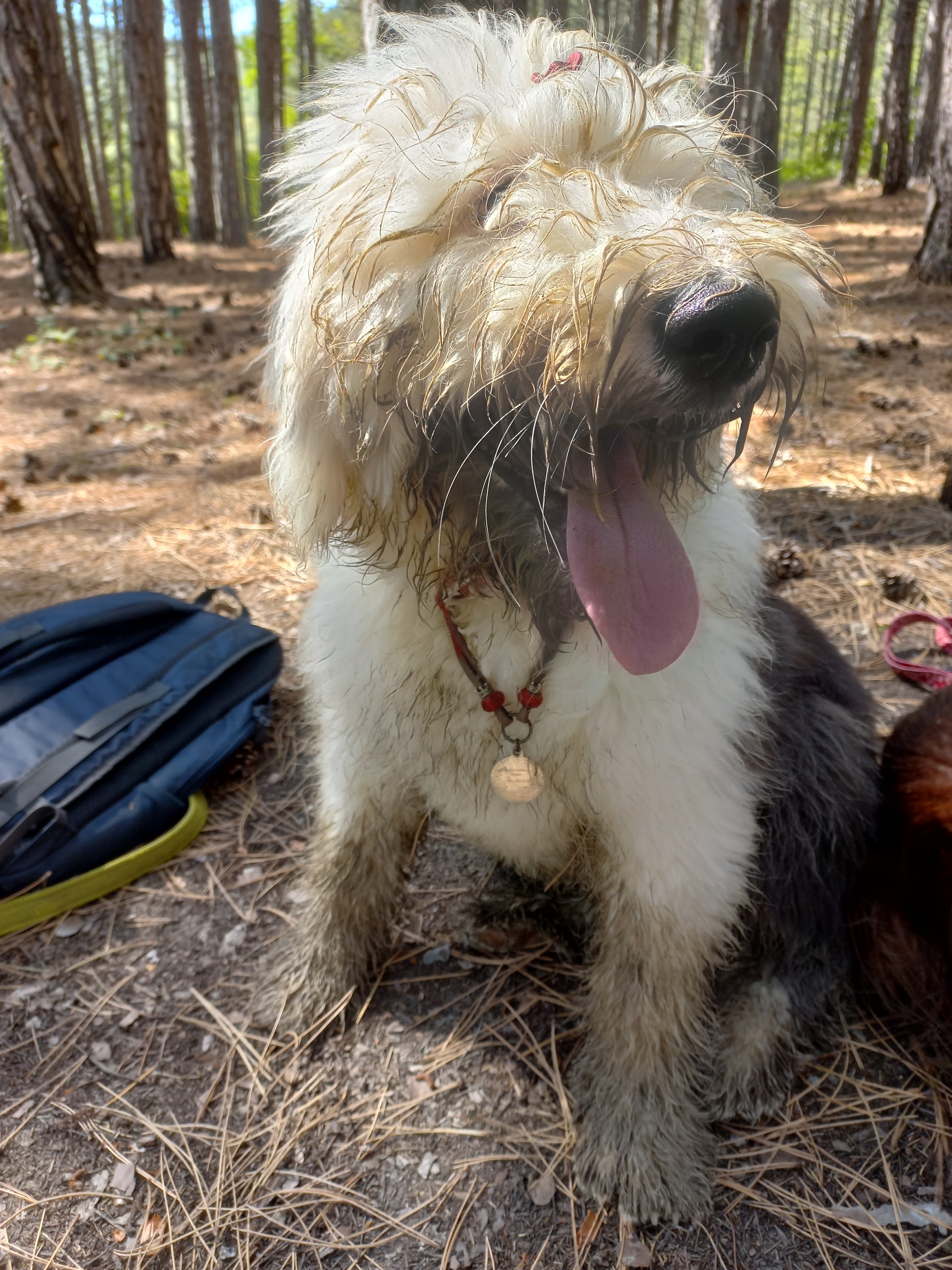 Couldn't get past - My, Dog, Irish Setter, Bobtail, Puddle, Longpost