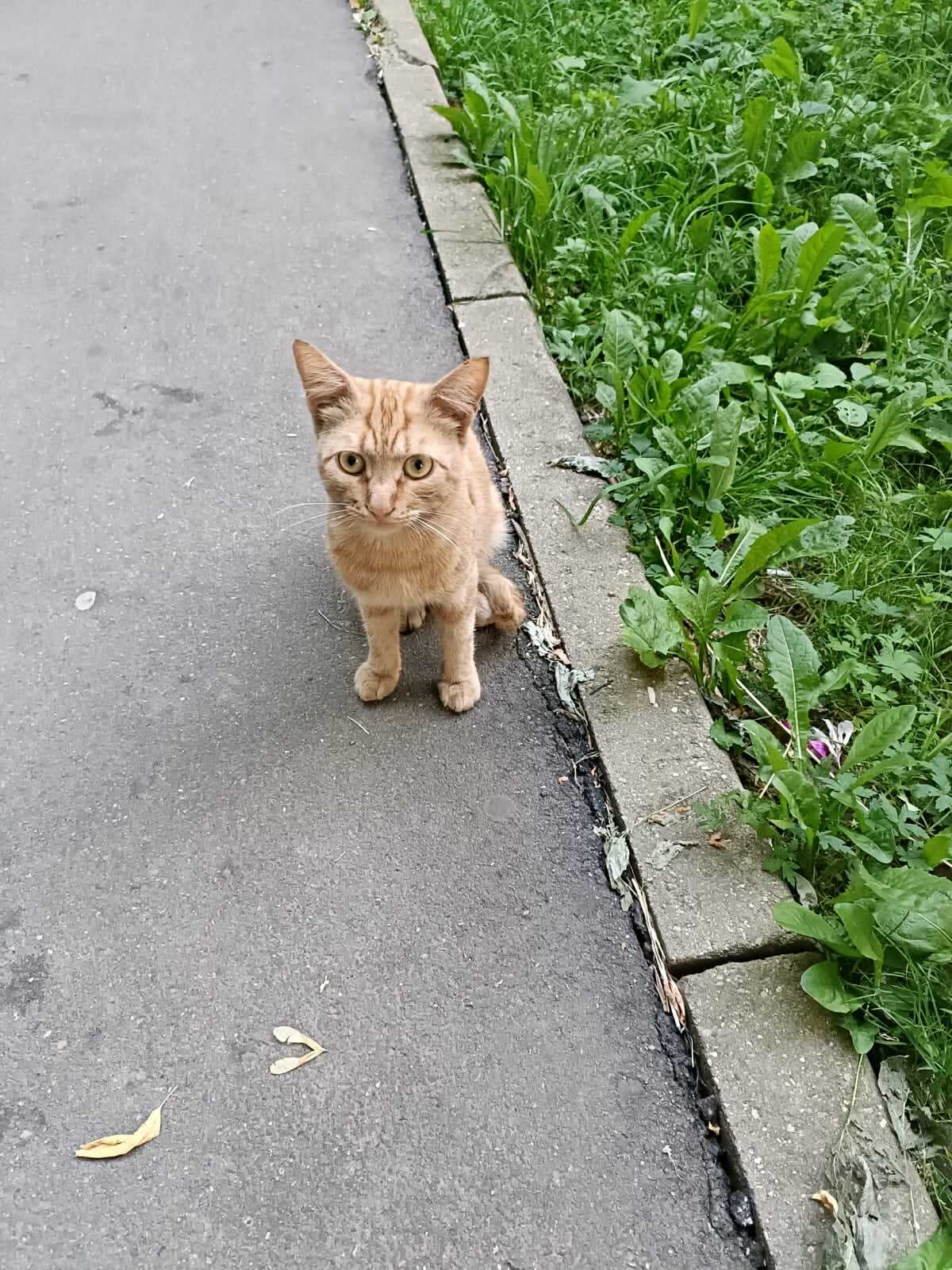 They abandoned him at the cottage. Red, freckled Lyova 4 months - My, Helping animals, In good hands, Animal shelter, Lost, Moscow region, Volunteering, No rating, Animal Rescue, Moscow, Kittens, Redheads, Dacha, Love, Kindness, House, Pets, cat, Longpost, Homeless animals