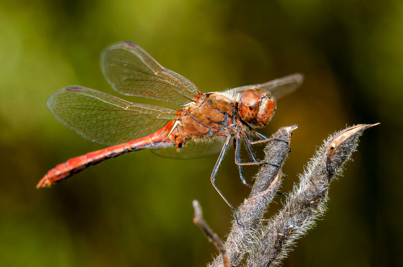 Latest summer photos - The photo, Macro photography, Friday tag is mine, Insects, Longpost