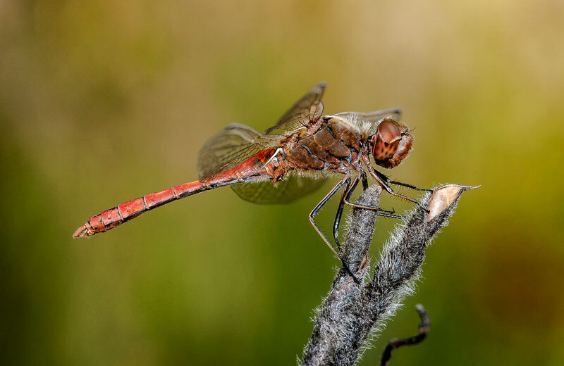 Latest summer photos - The photo, Macro photography, Friday tag is mine, Insects, Longpost