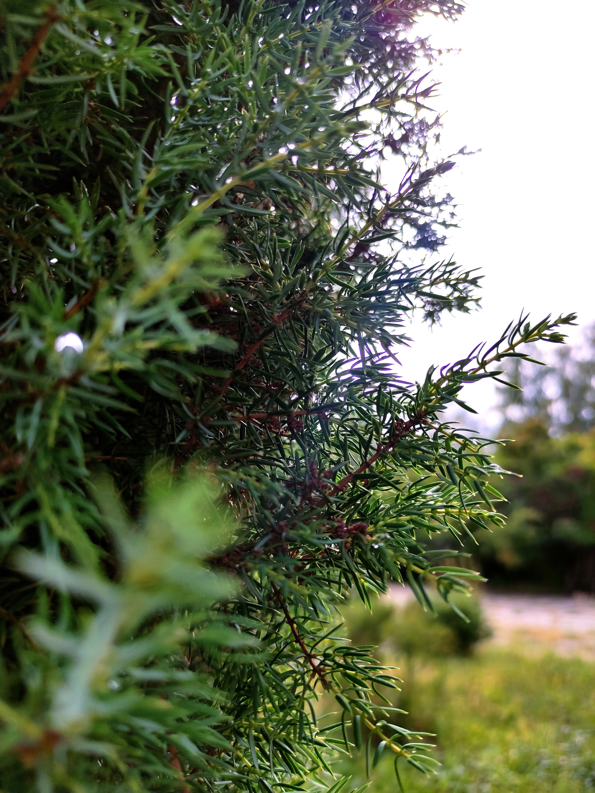 Ulyanovsk arboretum - My, The photo, Nature, Longpost, The park, Arboretum