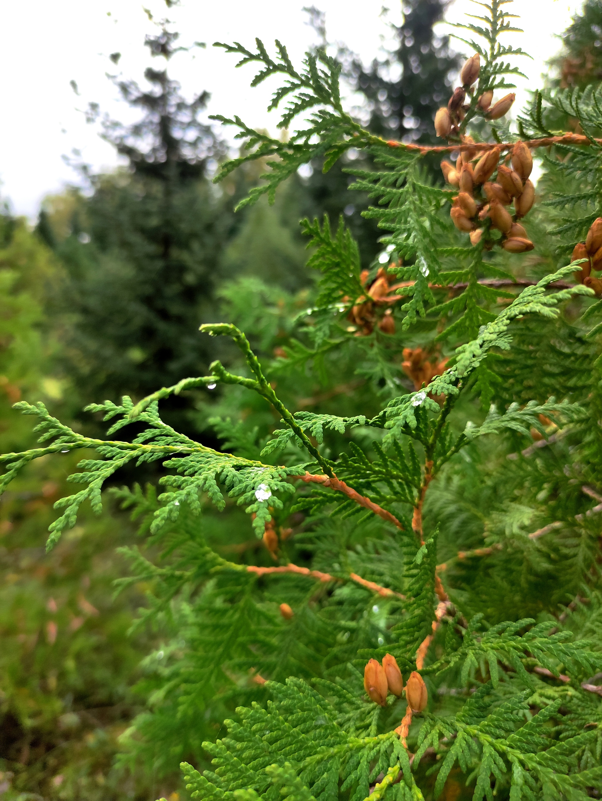 Ulyanovsk arboretum - My, The photo, Nature, Longpost, The park, Arboretum