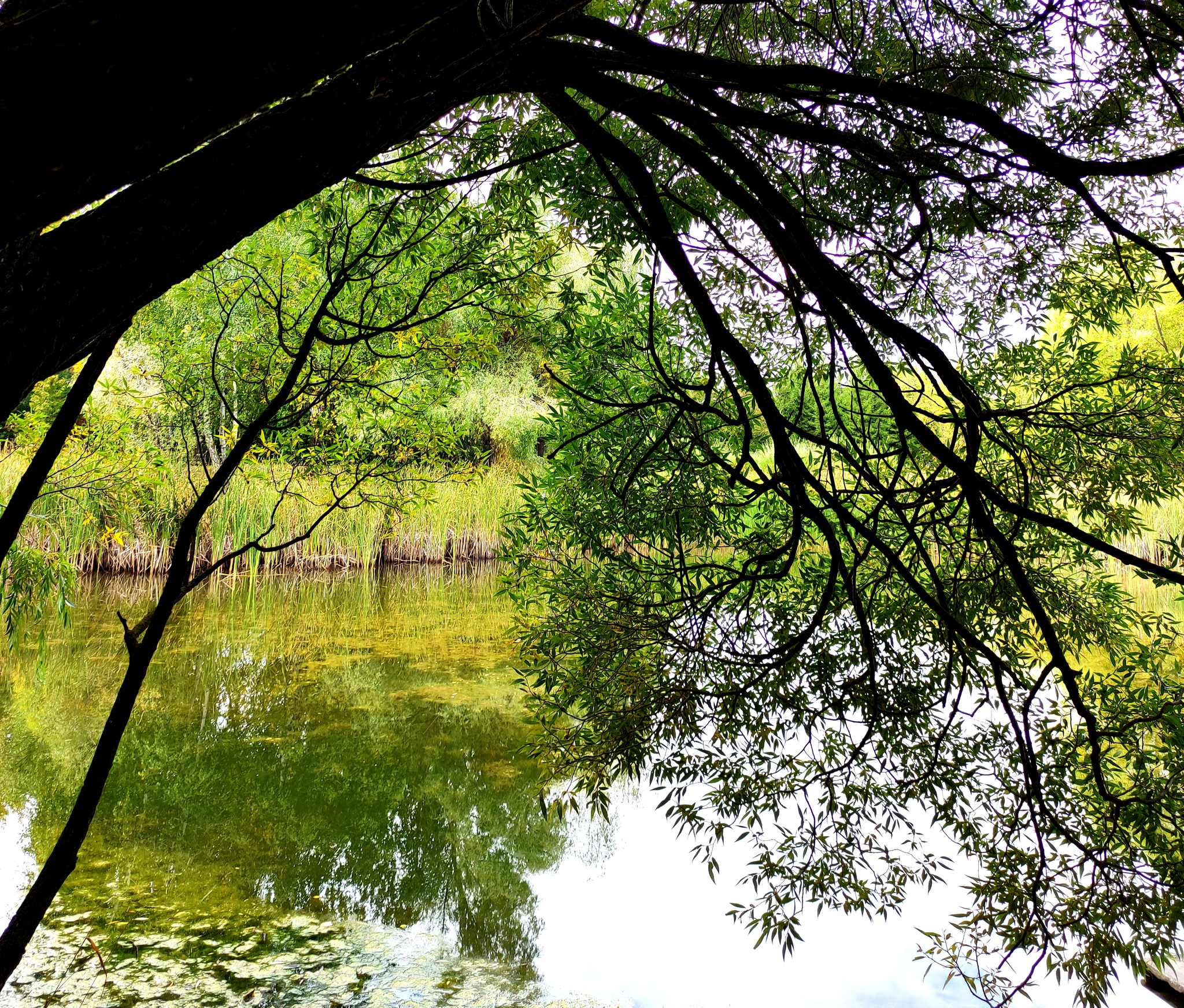 Ulyanovsk arboretum - My, The photo, Nature, Longpost, The park, Arboretum