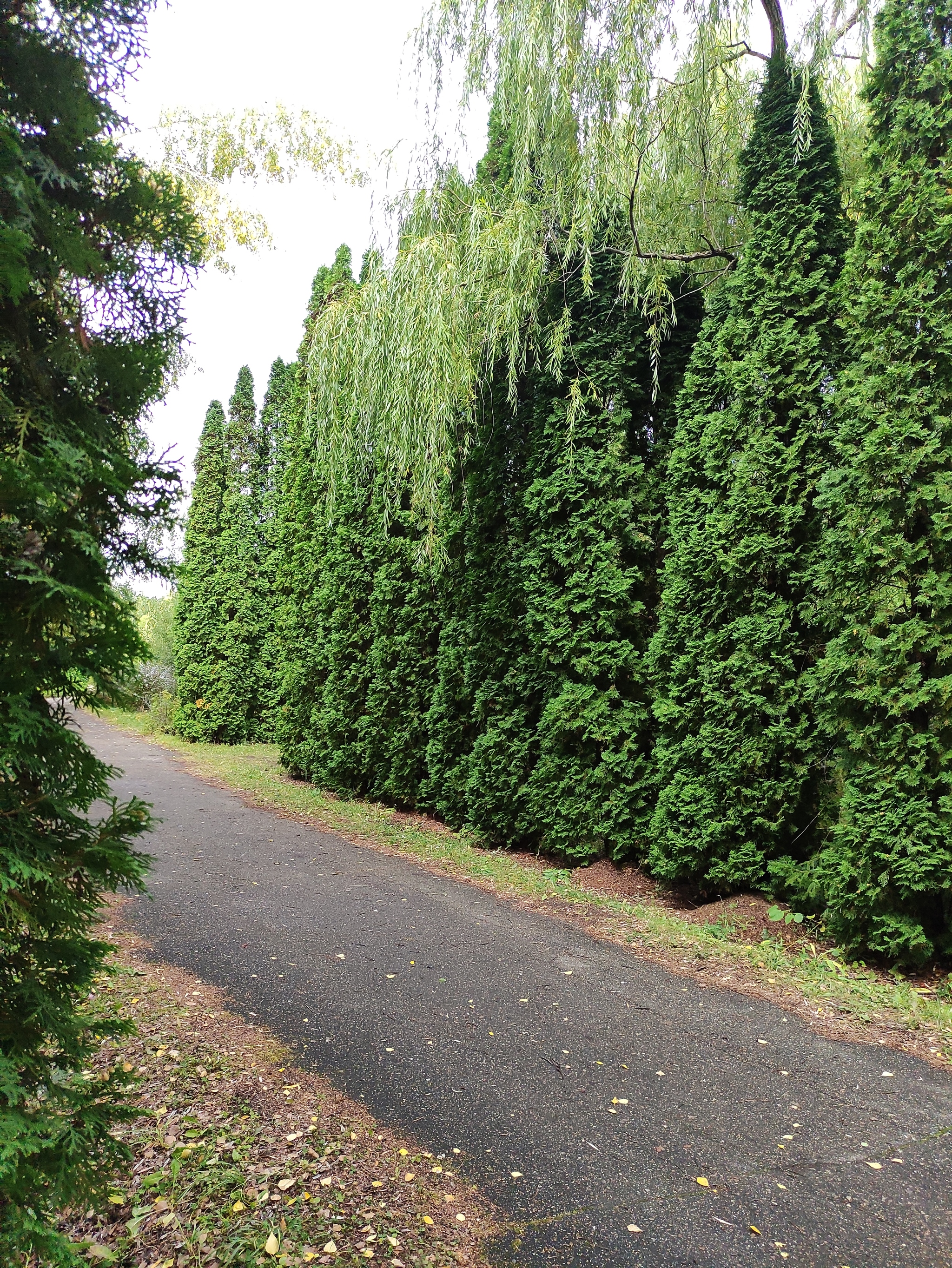 Ulyanovsk arboretum - My, The photo, Nature, Longpost, The park, Arboretum