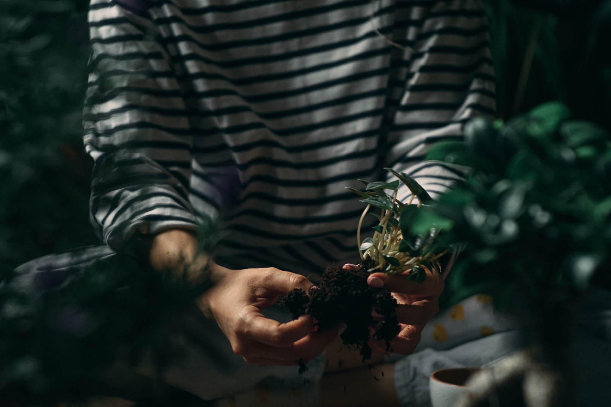 Interview with Maria Solopova – Plants NSK - My, Novosibirsk, Interview, Personal experience, Motivation, Photographer, Houseplants, Landscaping, Score, Plant pot, Longpost, Flowers