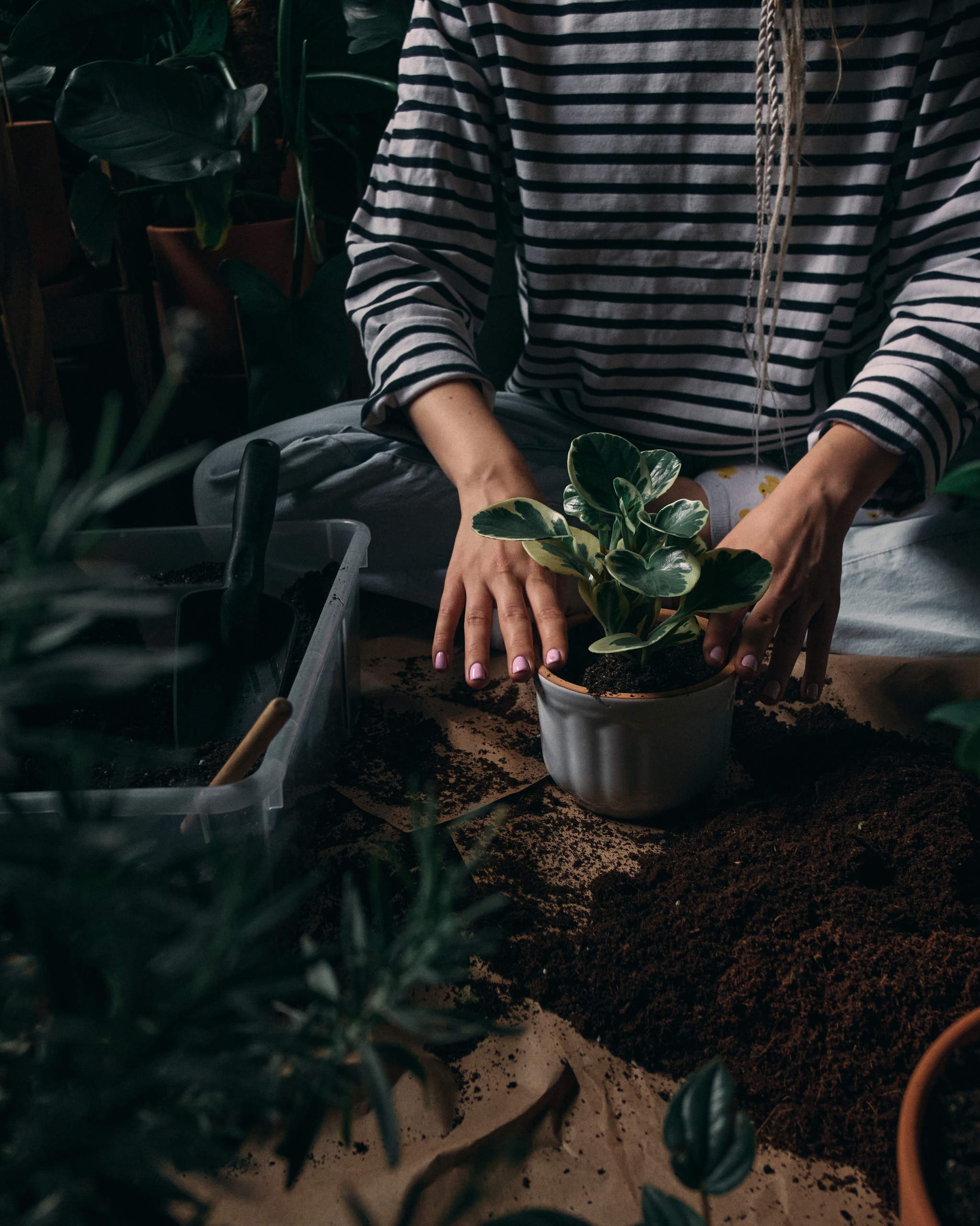 Interview with Maria Solopova – Plants NSK - My, Novosibirsk, Interview, Personal experience, Motivation, Photographer, Houseplants, Landscaping, Score, Plant pot, Longpost, Flowers