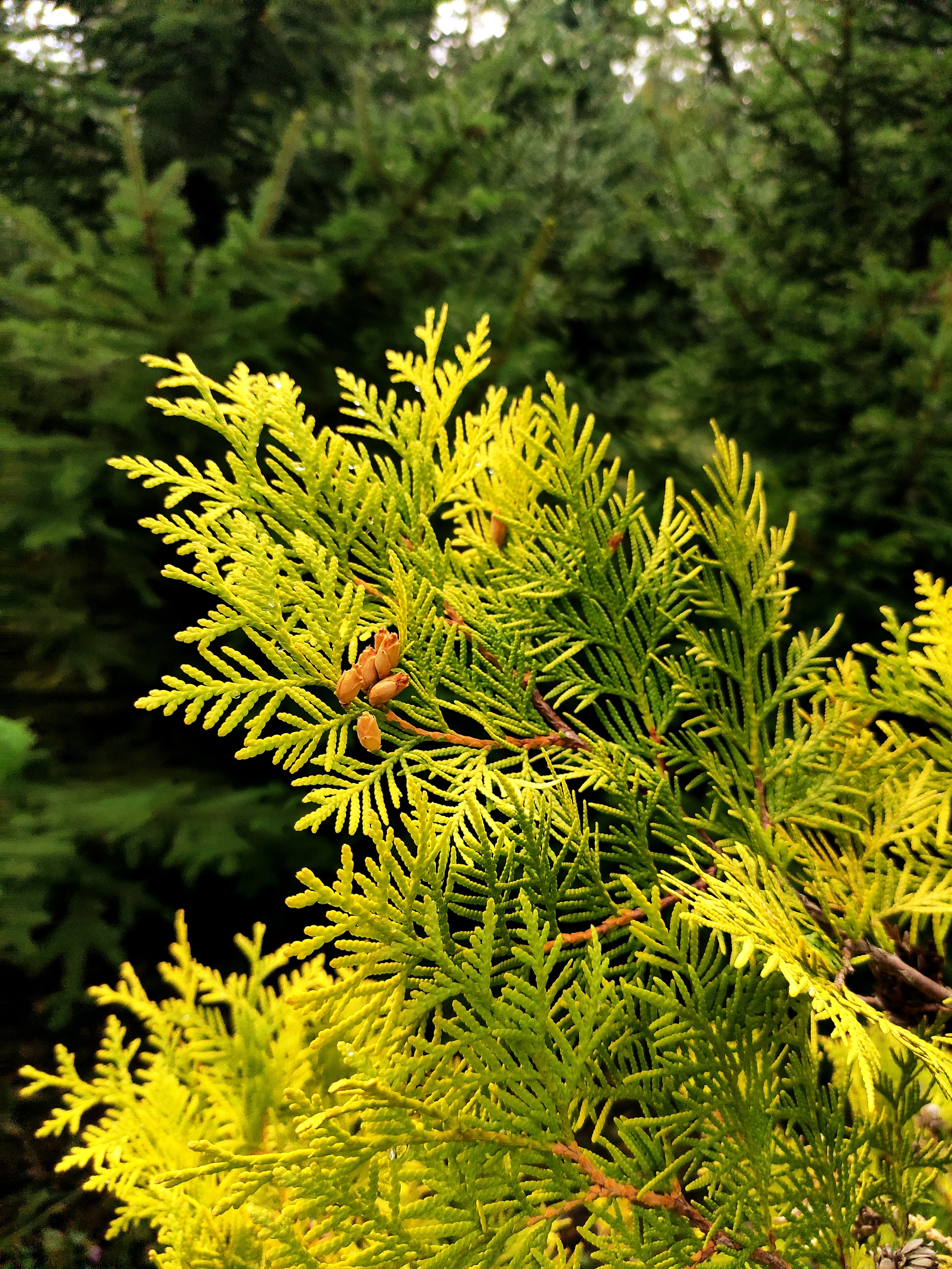 Ulyanovsk arboretum - My, The photo, Nature, Longpost, The park, Arboretum