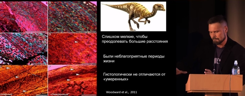 How did polar dinosaurs survive? Part 2 - My, Informative, Scientists, The science, Paleontology, Pavel Skuchas, Extinct species, Biology, Nauchpop, Video, Video VK, Longpost, Research