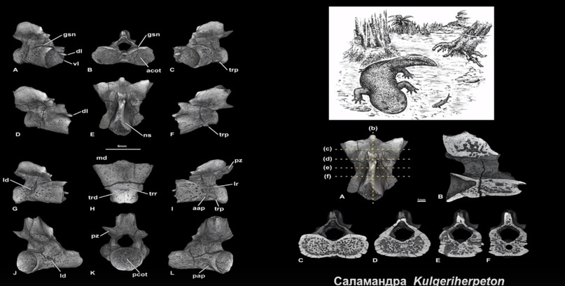 How did polar dinosaurs survive? Part 2 - My, Informative, Scientists, The science, Paleontology, Pavel Skuchas, Extinct species, Biology, Nauchpop, Video, Video VK, Longpost, Research