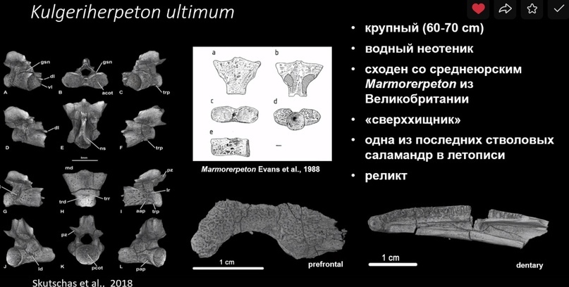 How did polar dinosaurs survive? Part 2 - My, Informative, Scientists, The science, Paleontology, Pavel Skuchas, Extinct species, Biology, Nauchpop, Video, Video VK, Longpost, Research