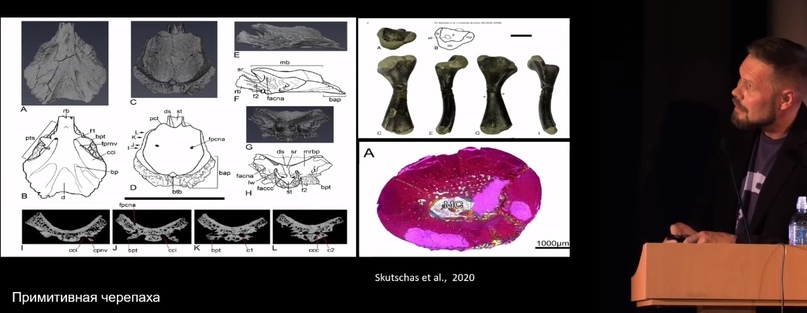 How did polar dinosaurs survive? Part 2 - My, Informative, Scientists, The science, Paleontology, Pavel Skuchas, Extinct species, Biology, Nauchpop, Video, Video VK, Longpost, Research