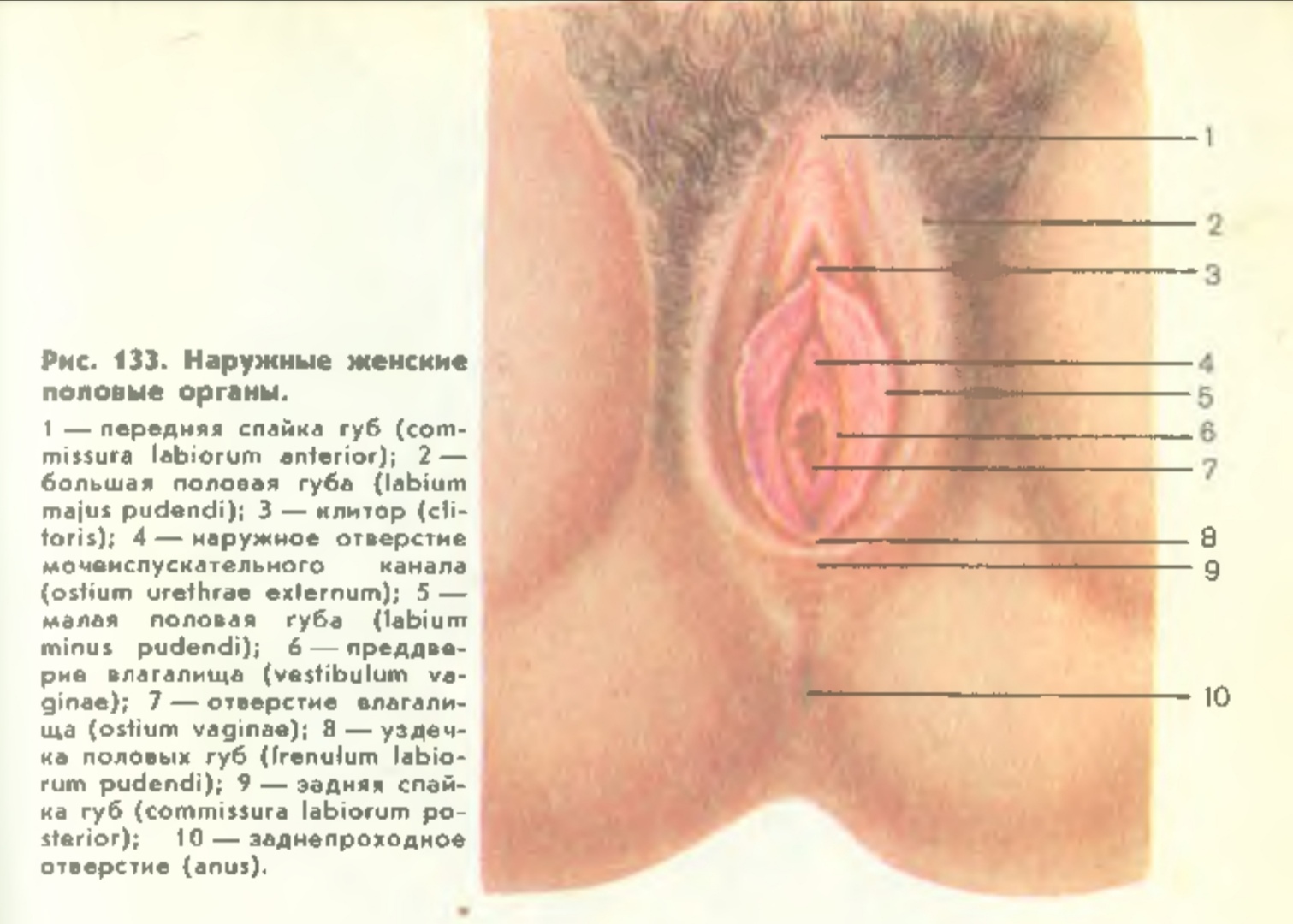 Дополнение к ответу на пост Нормальная анатомия - NSFW, Картинка с текстом, Познавательно