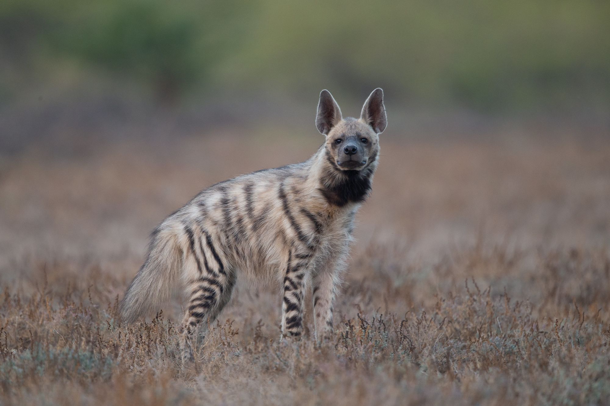 striped hyena - Striped hyena, Rare view, Hyena, Predatory animals, Animals, Wild animals, wildlife, Nature, India, The photo, Mammals