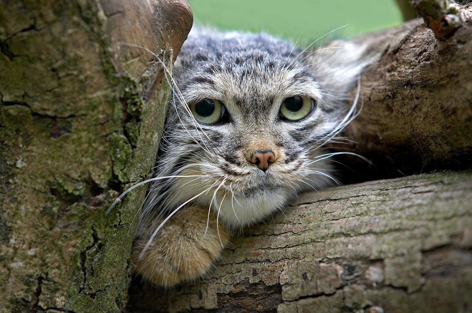 And why did I wake up so early on Saturday? - Cat family, Pallas' cat, Pet the cat, Small cats, Fluffy, Repeat, Predatory animals