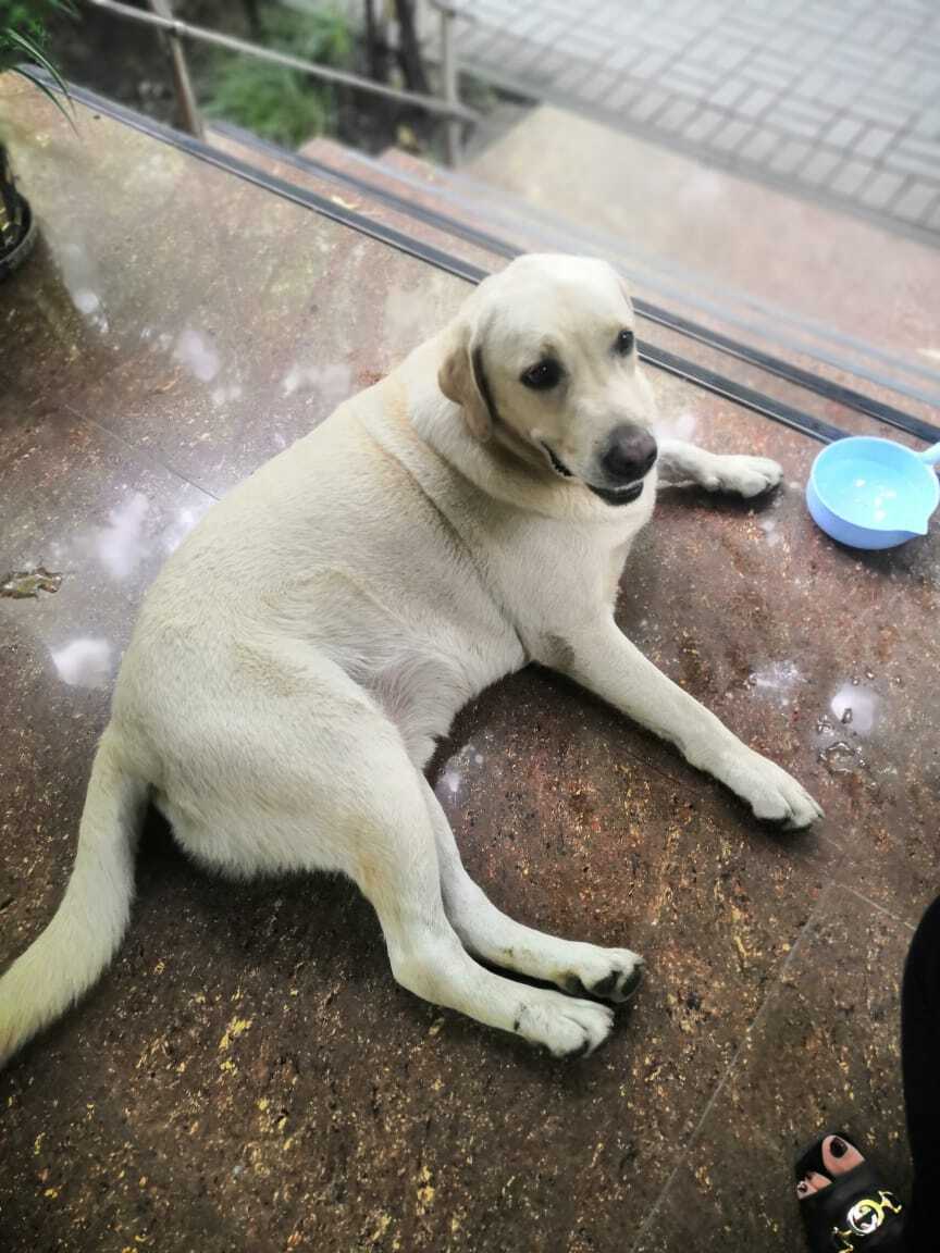 Found male Labrador, Sochi (St. Constitution) - My, Lost, Sochi, The dog is missing, Dog, A loss, No rating, Longpost, Found a dog, In good hands