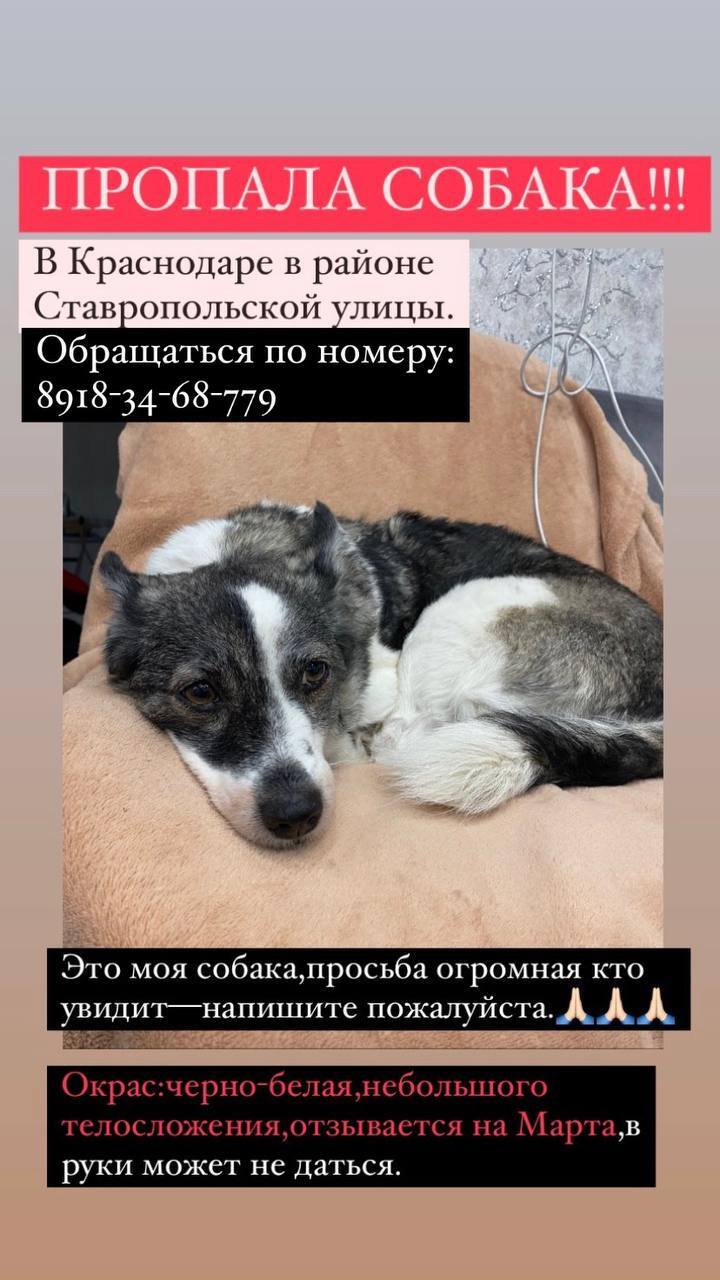 Lost dog in Krasnodar! - My, The dog is missing, Krasnodar, Longpost, Dog, No rating