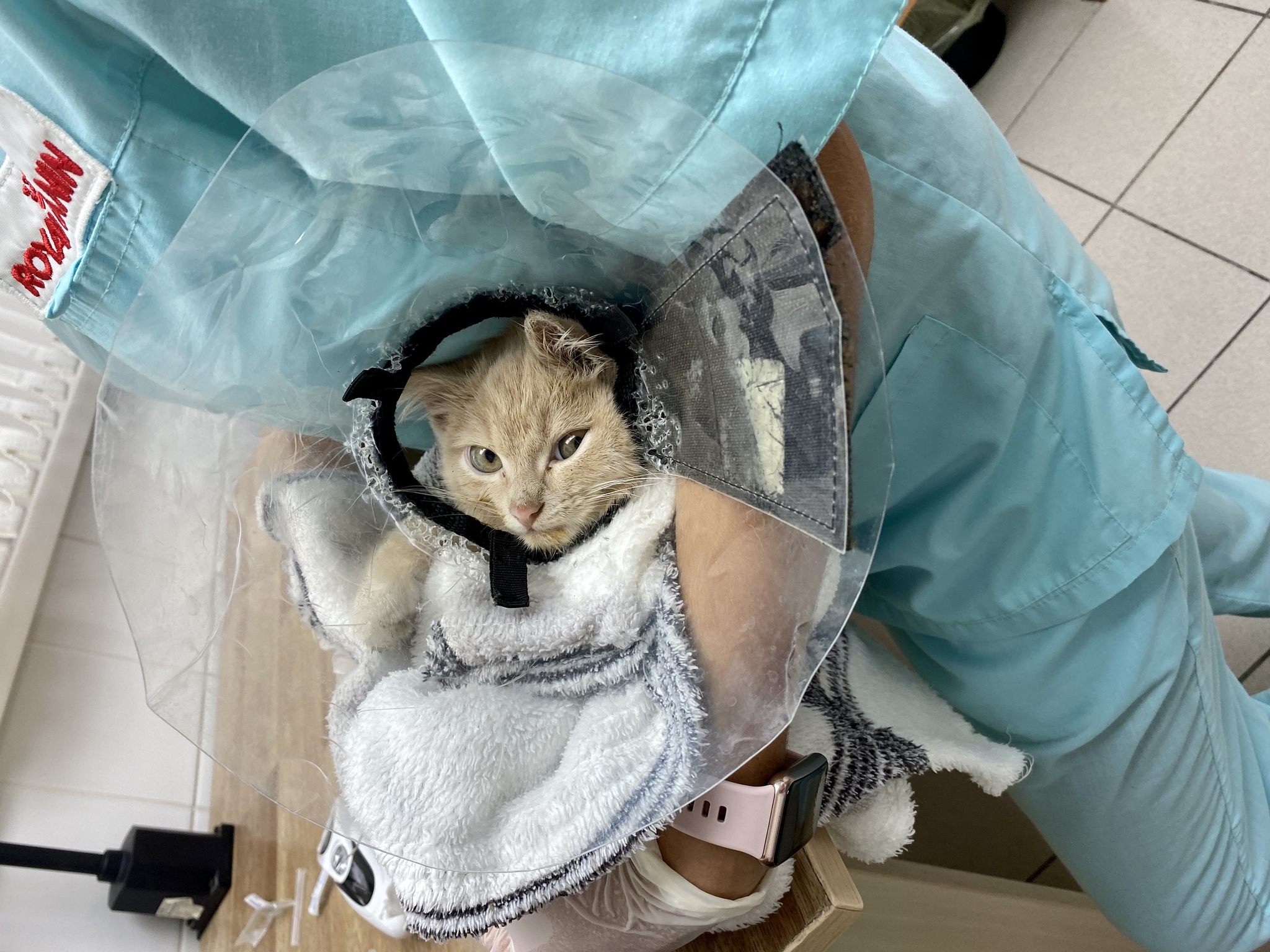 Kitten Peach is waiting for the owner Novosibirsk! - My, No rating, Novosibirsk, In good hands, Longpost, cat