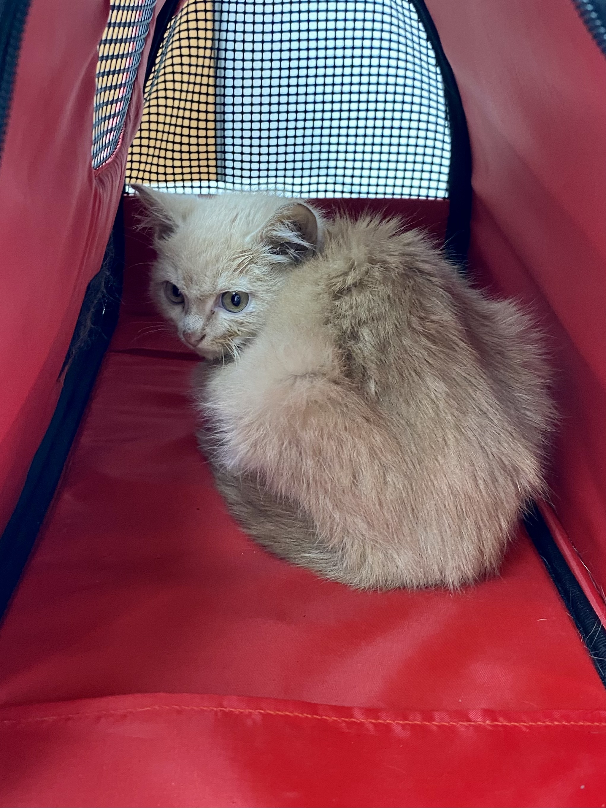 Kitten Peach is waiting for the owner Novosibirsk! - My, No rating, Novosibirsk, In good hands, Longpost, cat