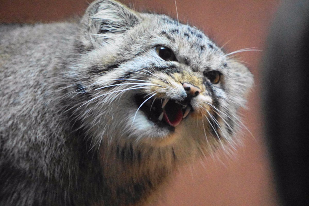 The most evil manul - Pallas' cat, Pet the cat, Small cats, Cat family, Wild animals, The photo, Vote, Longpost, Repeat