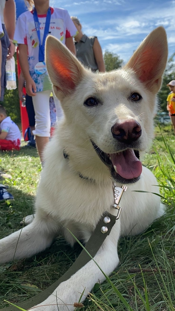 young sportsman - My, Longpost, Dog, Run