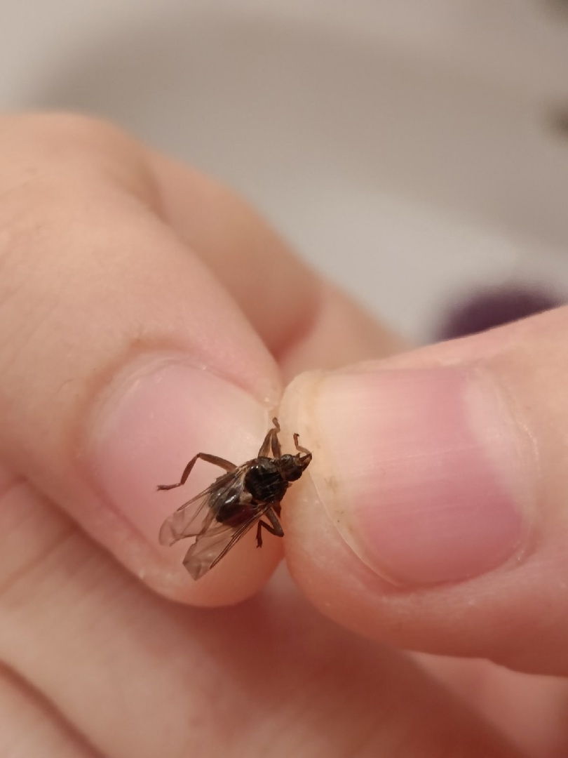 Help identify the creature! - My, Муха, Parasites, Mosquitoes, Bedbugs, Longpost, Insects