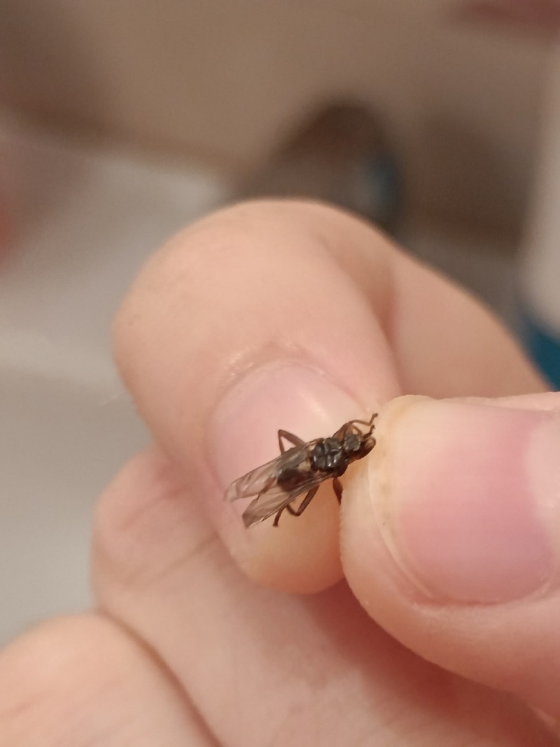 Help identify the creature! - My, Муха, Parasites, Mosquitoes, Bedbugs, Longpost, Insects