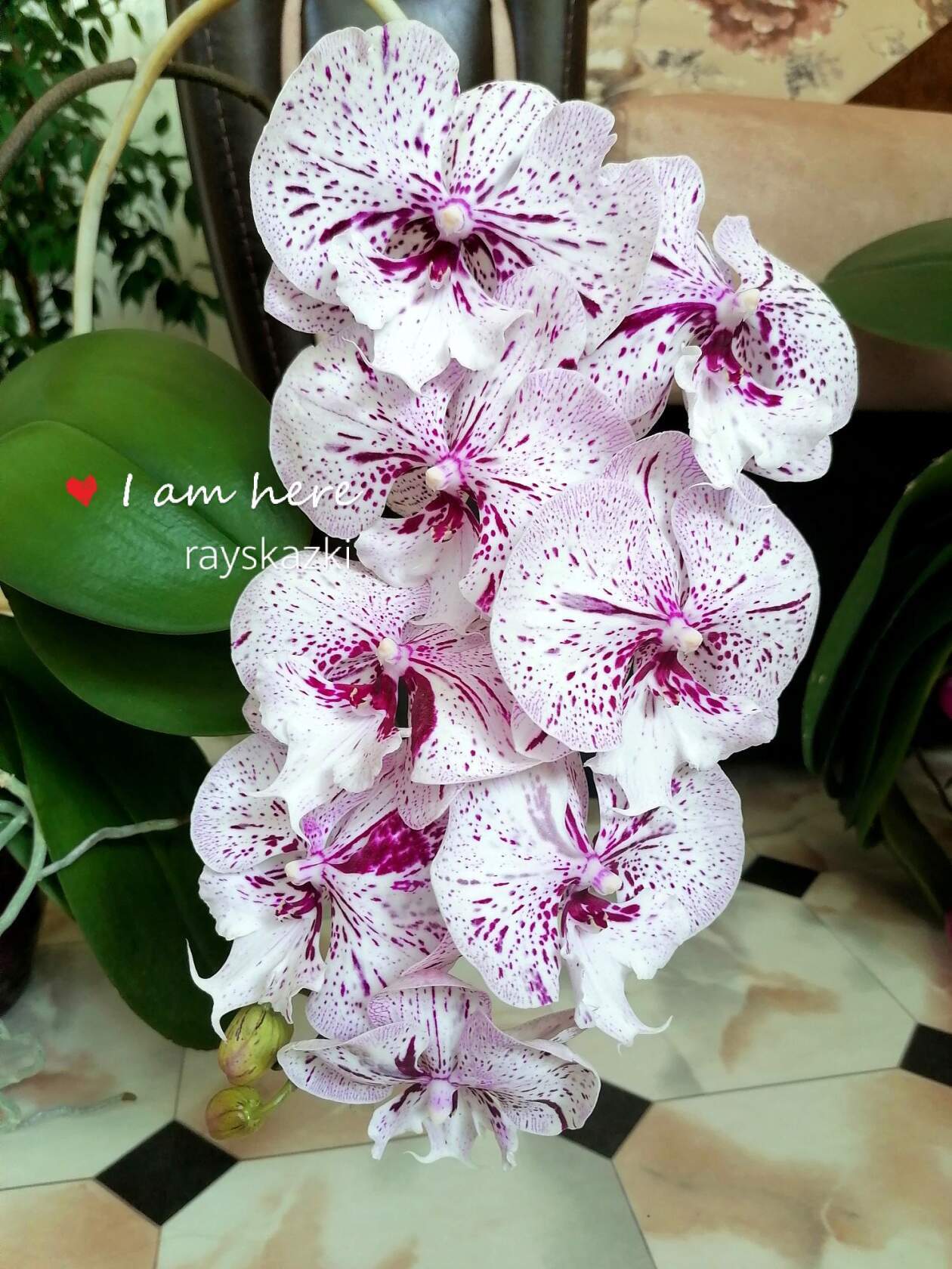 Greed - Houseplants, Orchids, Phalaenopsis, Longpost