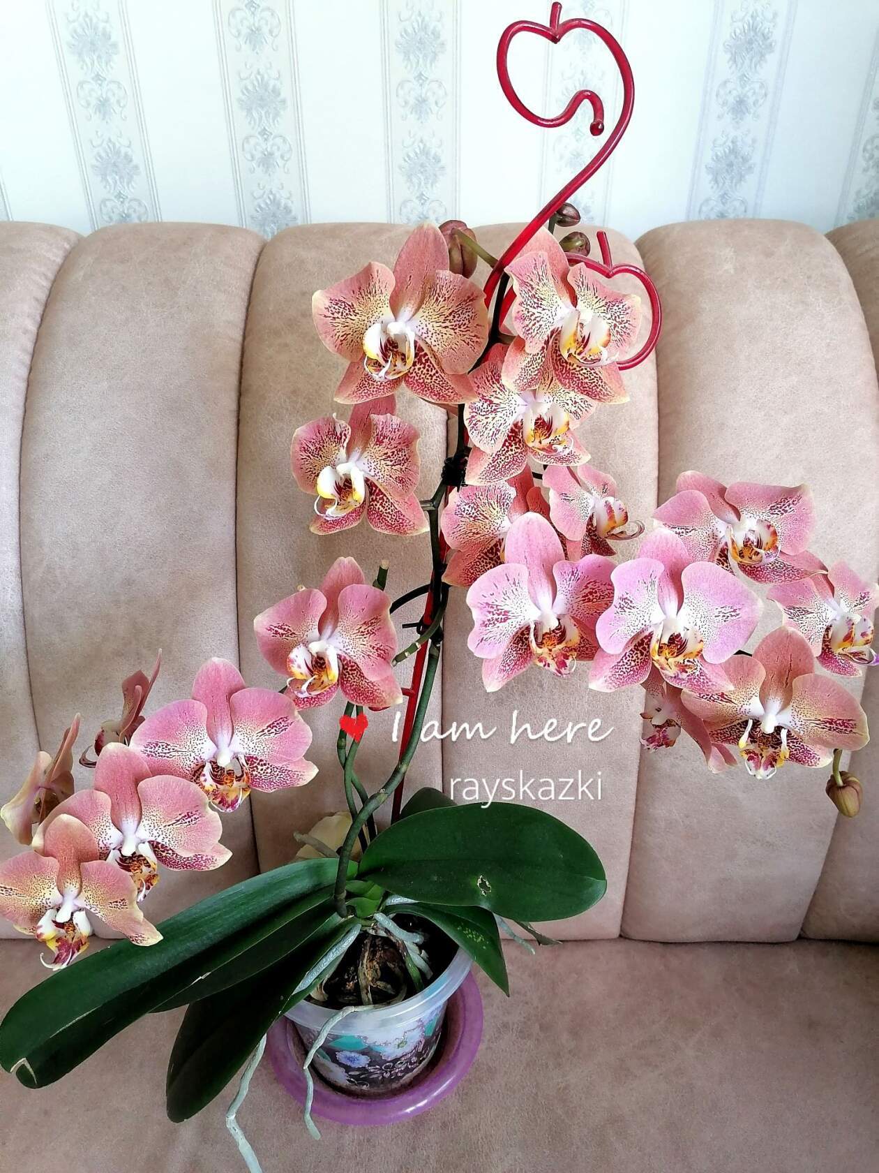 Greed - Houseplants, Orchids, Phalaenopsis, Longpost