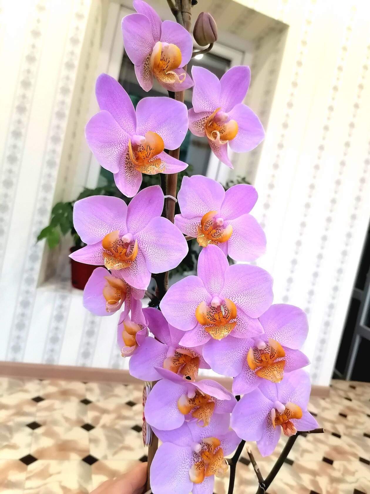 Greed - Houseplants, Orchids, Phalaenopsis, Longpost