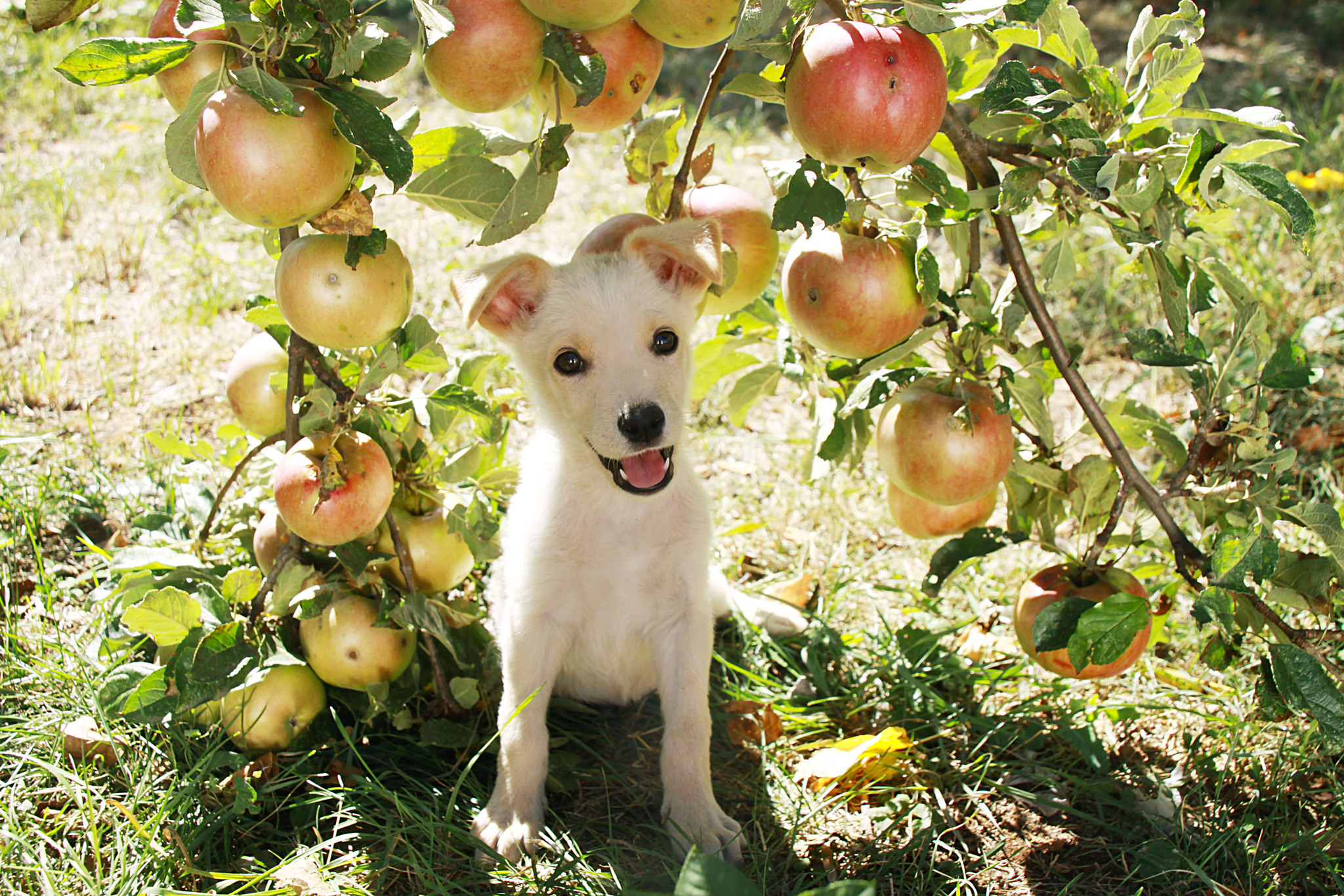 My Glafira Pavlovna forest fairy - My, Dog, Dog days, Pets, Longpost