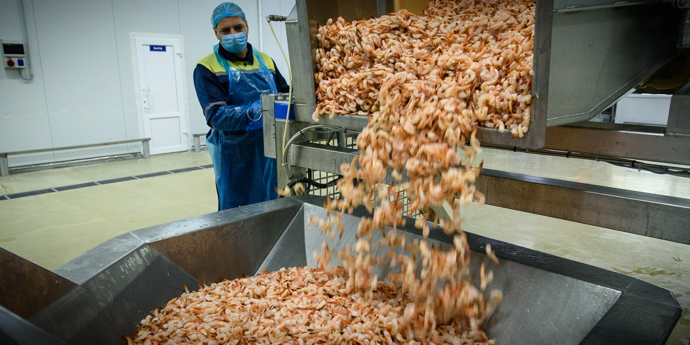 How the legendary Belarusian shrimps are produced - Informative, Shrimps, Republic of Belarus, Production, Onliner by, Longpost, Minsk Sea