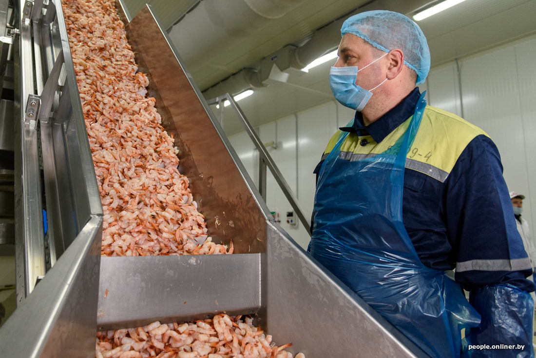 How the legendary Belarusian shrimps are produced - Informative, Shrimps, Republic of Belarus, Production, Onliner by, Longpost, Minsk Sea