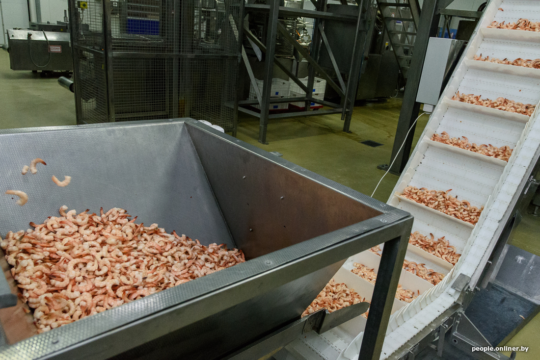 How the legendary Belarusian shrimps are produced - Informative, Shrimps, Republic of Belarus, Production, Onliner by, Longpost, Minsk Sea