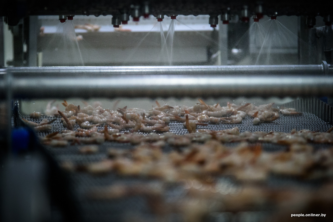 How the legendary Belarusian shrimps are produced - Informative, Shrimps, Republic of Belarus, Production, Onliner by, Longpost, Minsk Sea