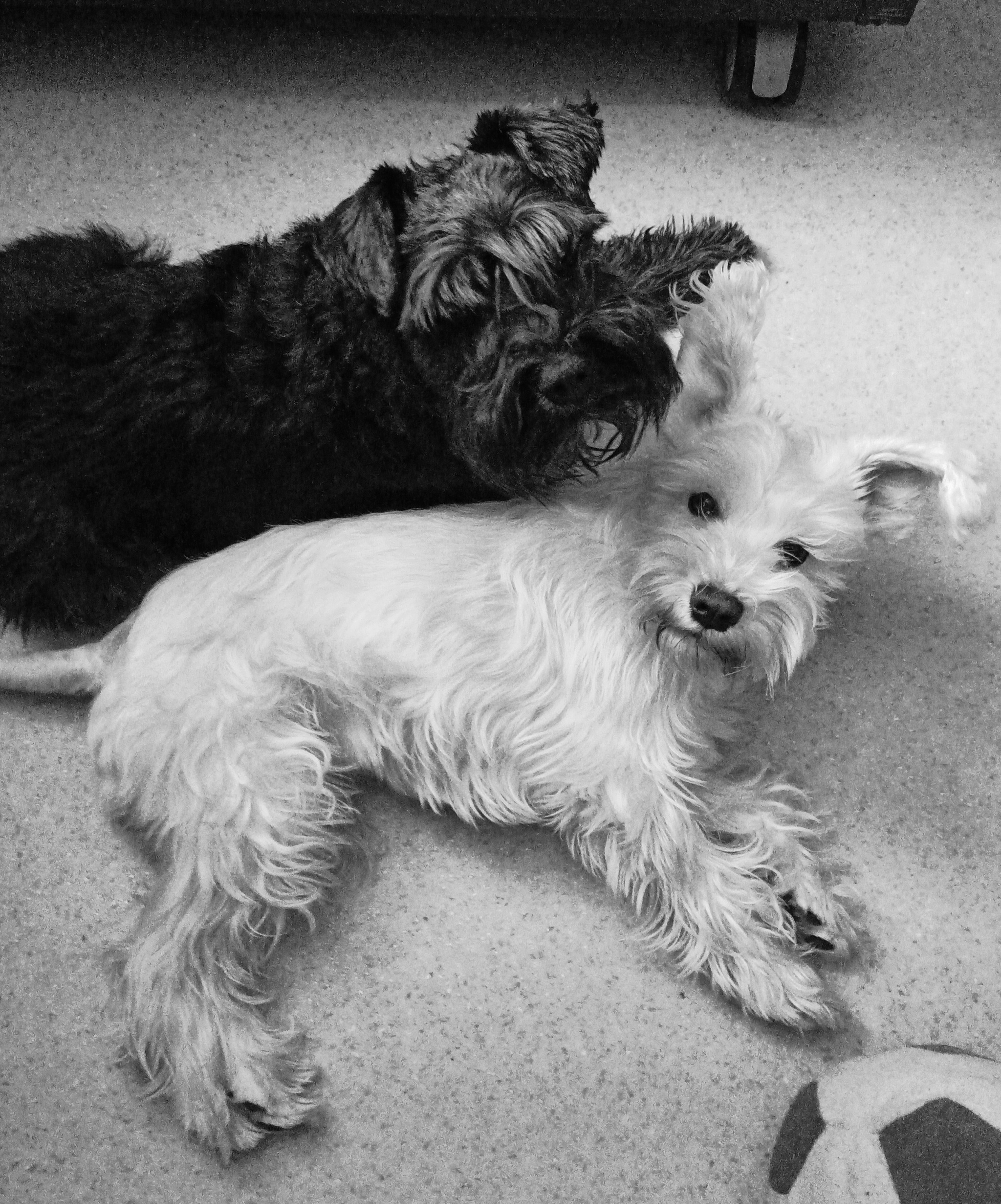 Menagerie - My, Vital, Dog, Miniature schnauzer, Longpost