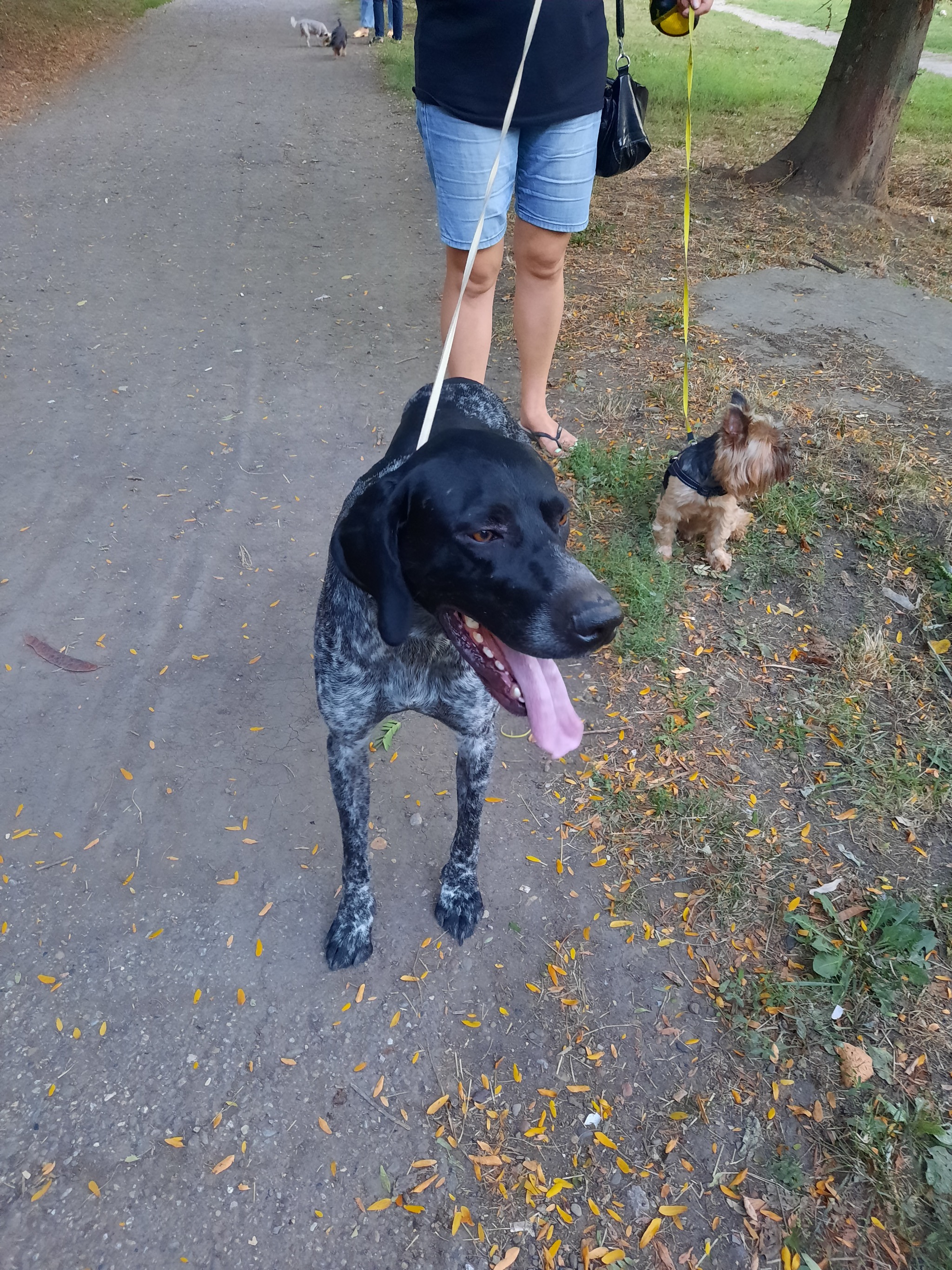 Lost dog Krasnodar - My, Dog, Lost, Krasnodar, No rating, Kurzhaar, Found a dog, Longpost