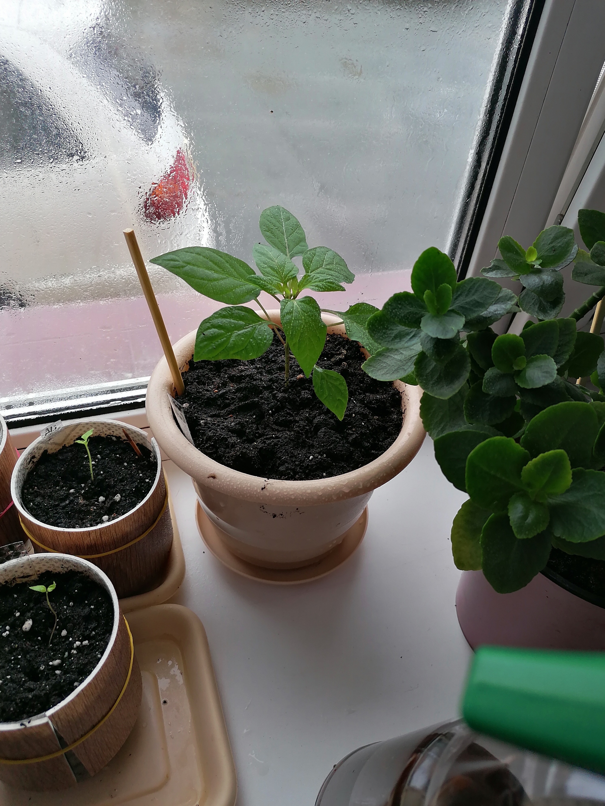 Continuation of the experiment - My, Pepper, Seedling, Longpost