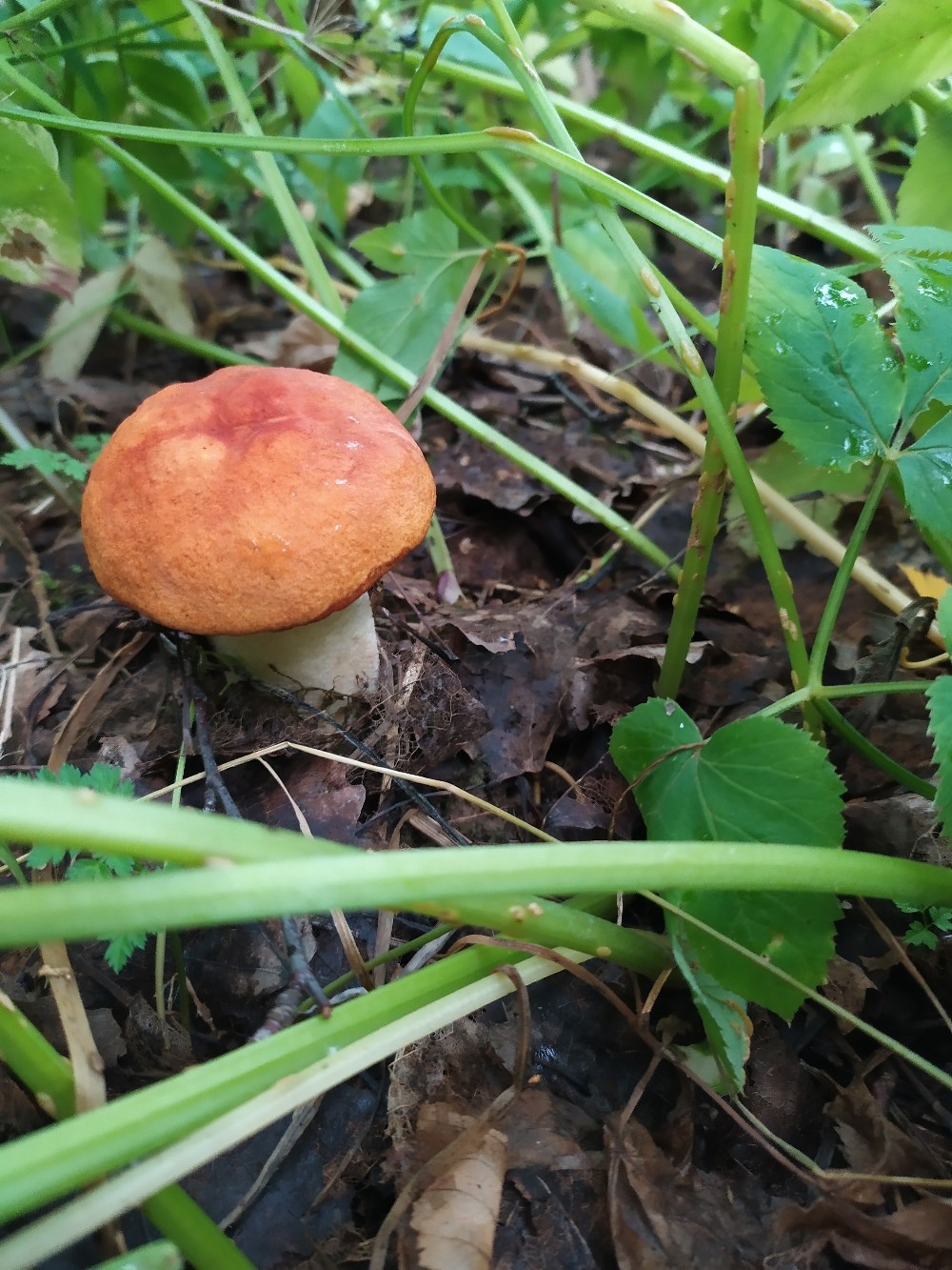 autumn mushrooms - Mushrooms, Longpost, The photo